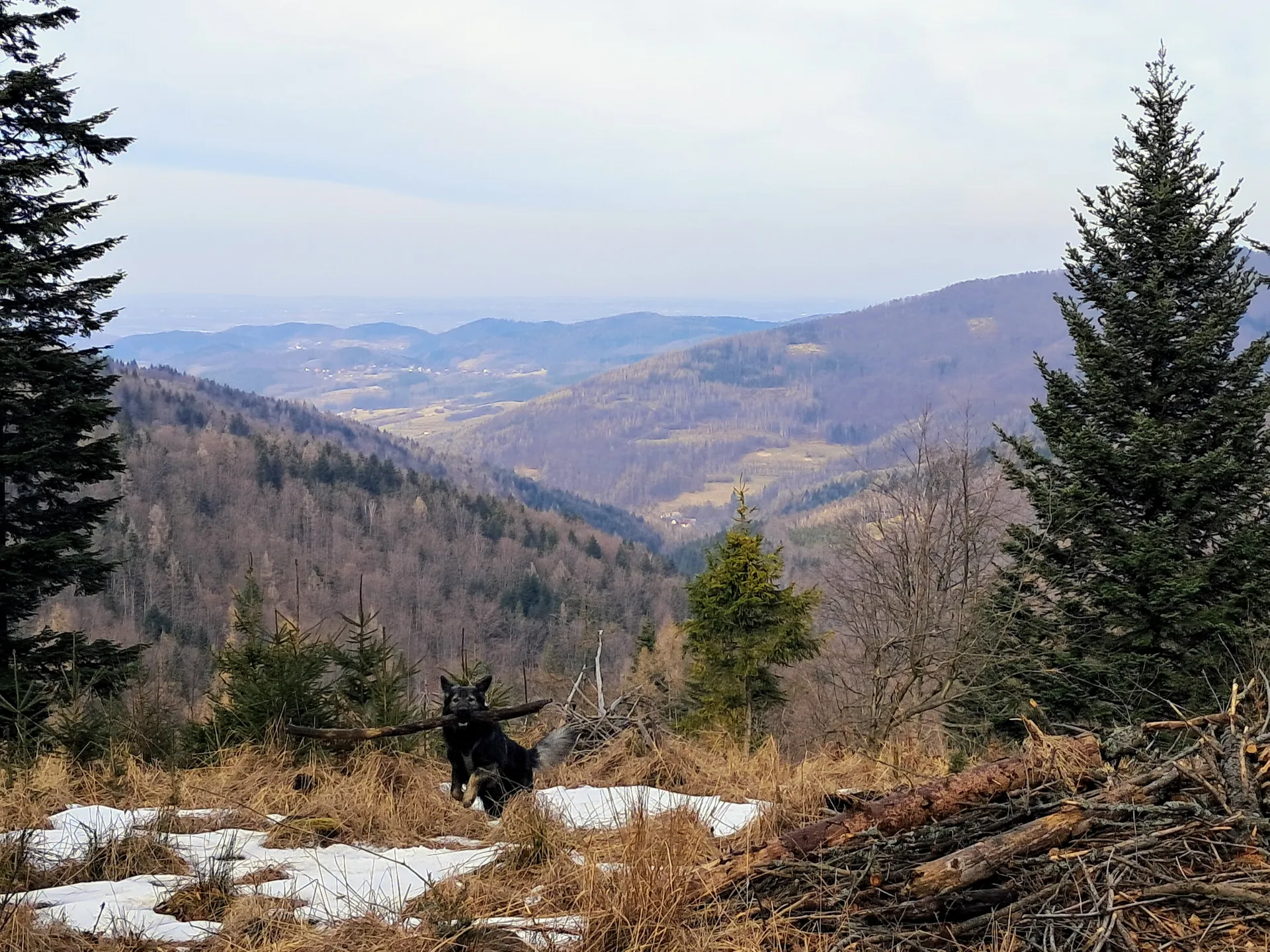 Beskid Mały z psem