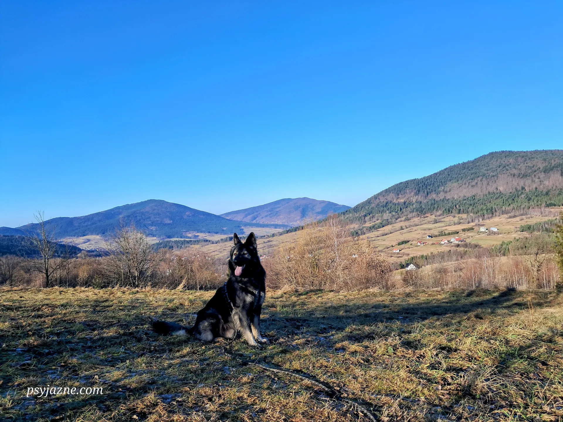 Beskid Wyspowy z psem