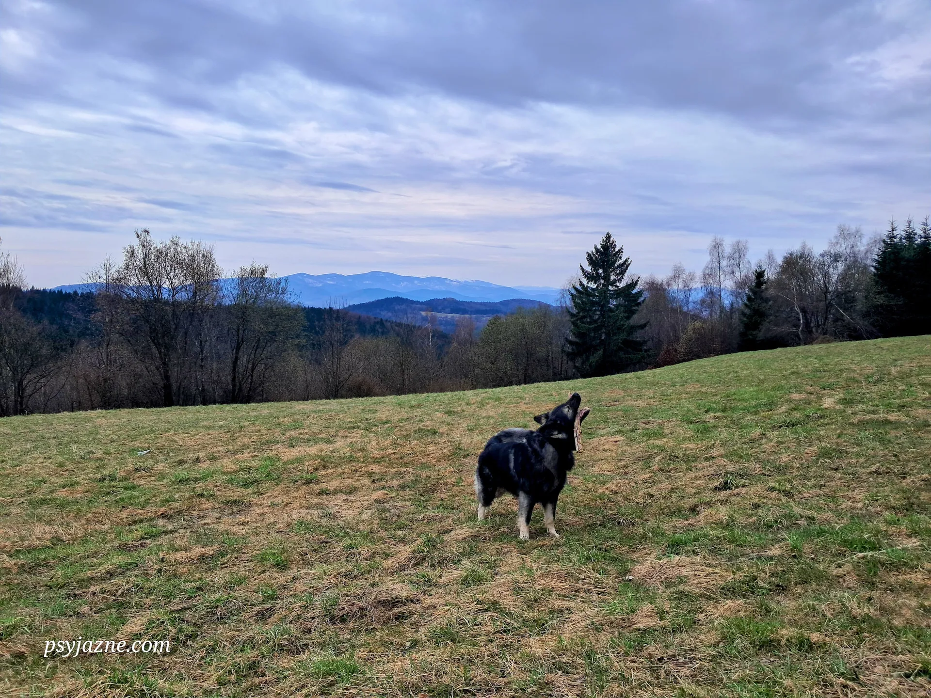 Beskid Żywiecki - panorama