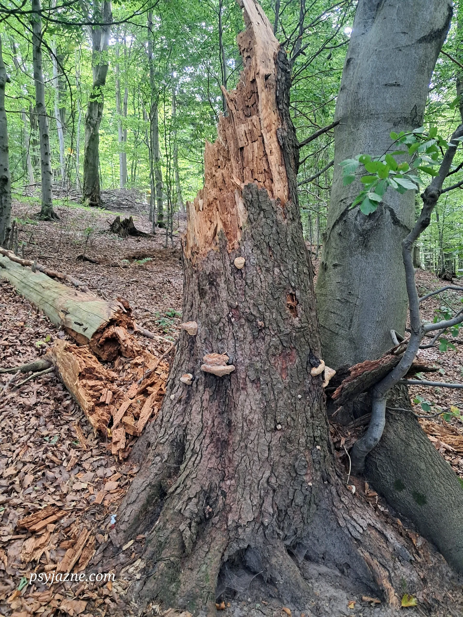 Pień z baldoporkami płaczącymi