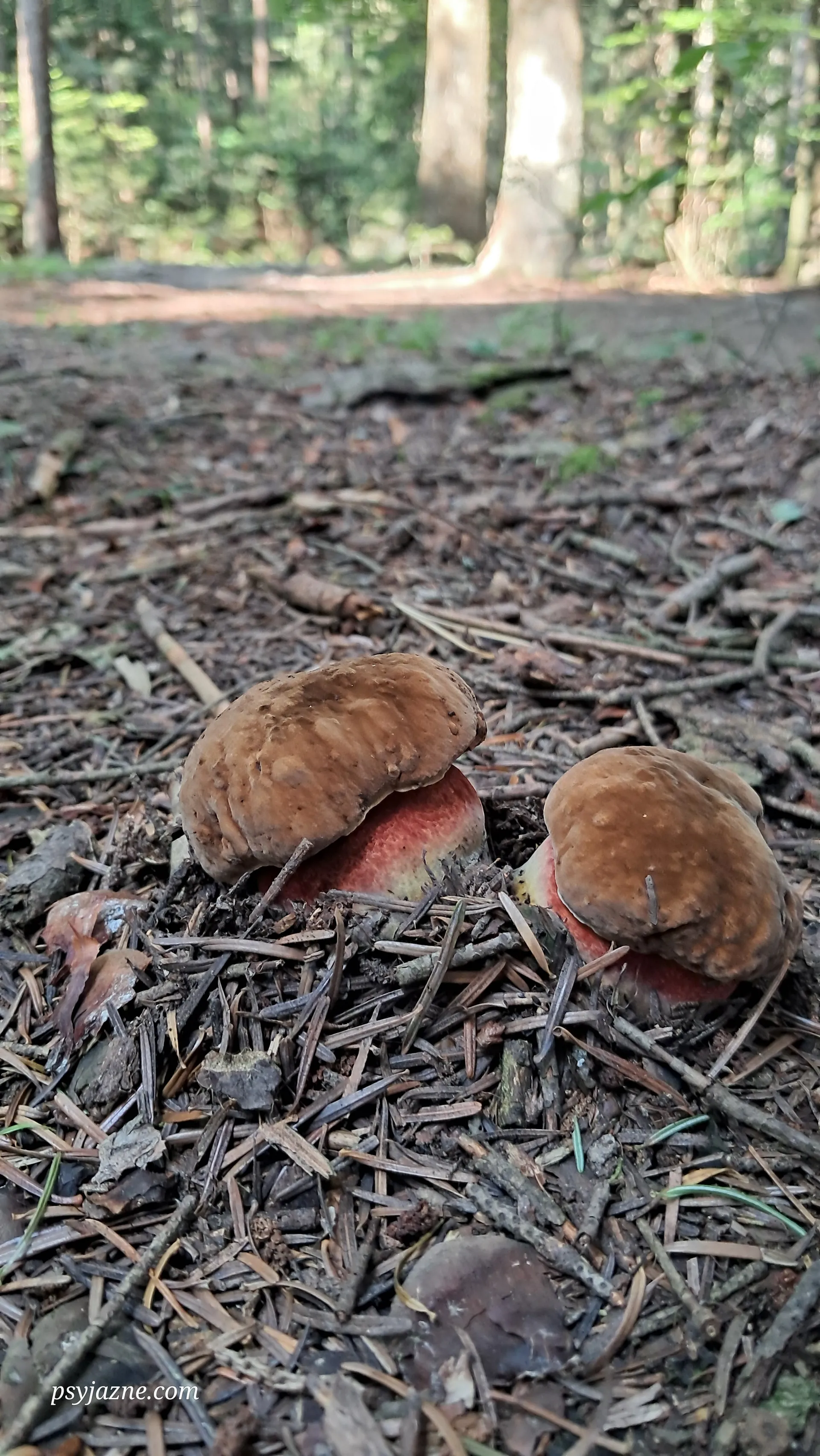 Borowik ceglastopory