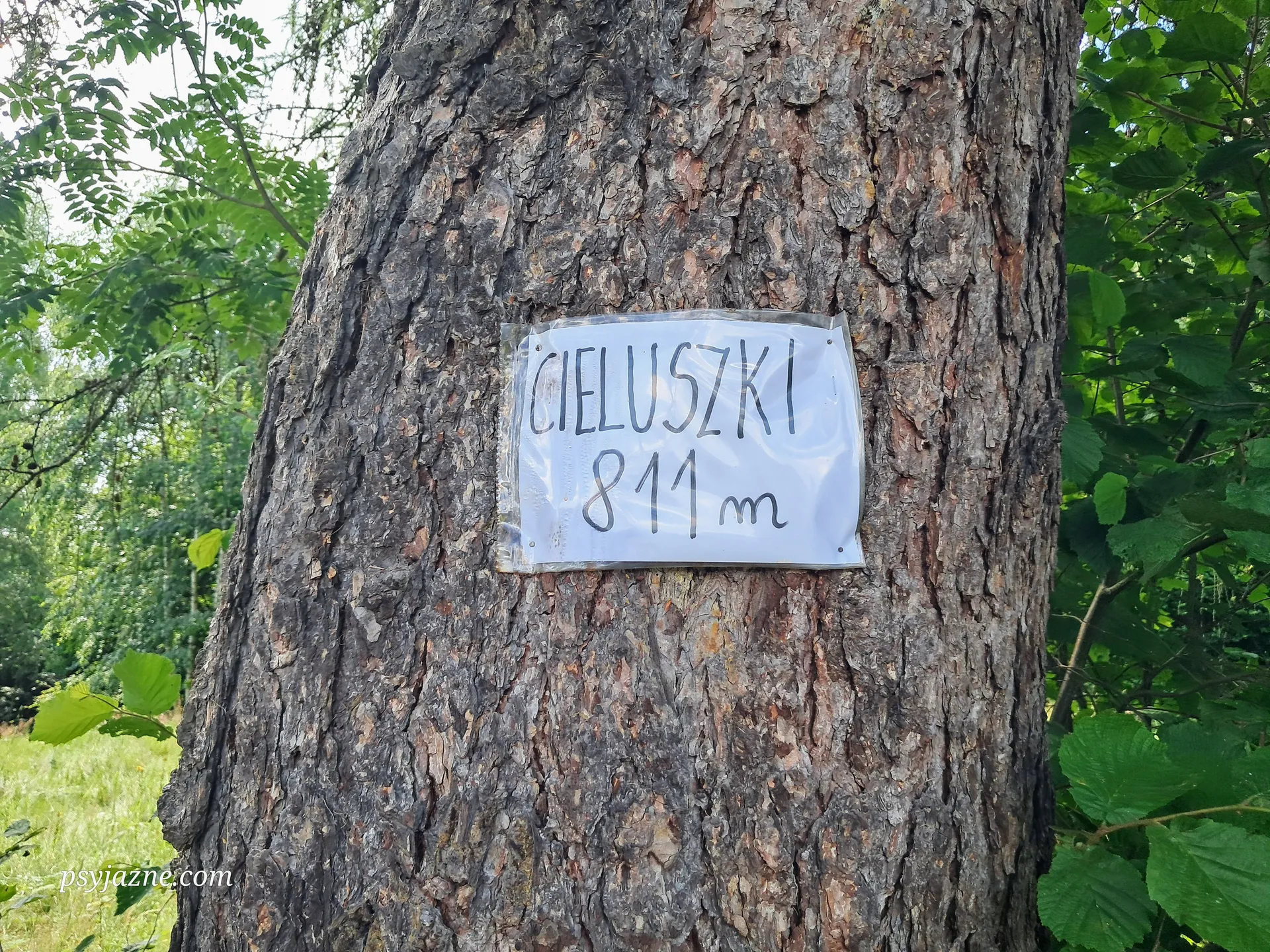 Cieluszki