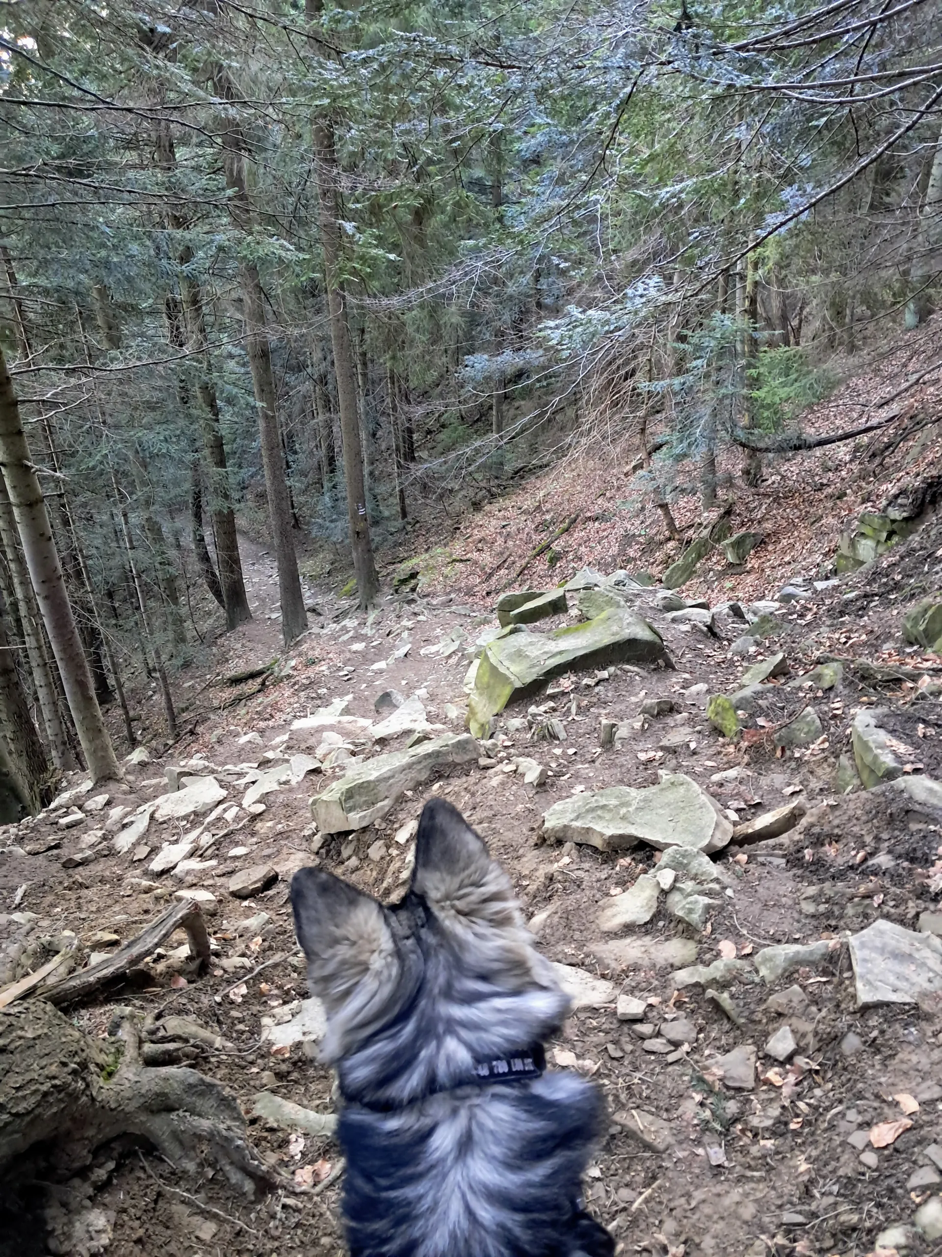 Czerwony szlak z Lubonia Wielkiego