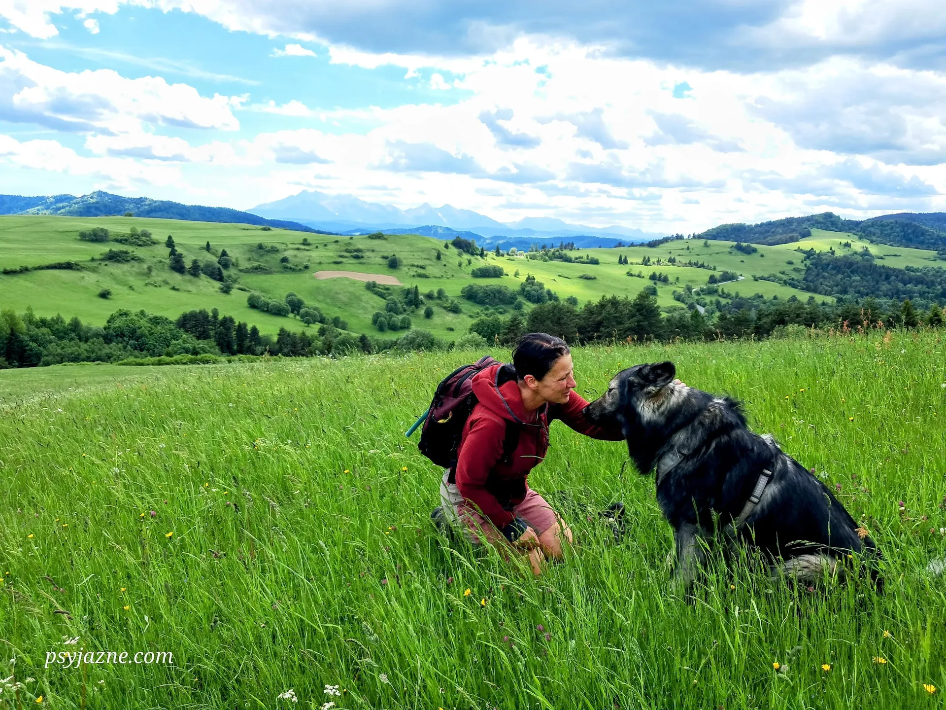 dogtrekking