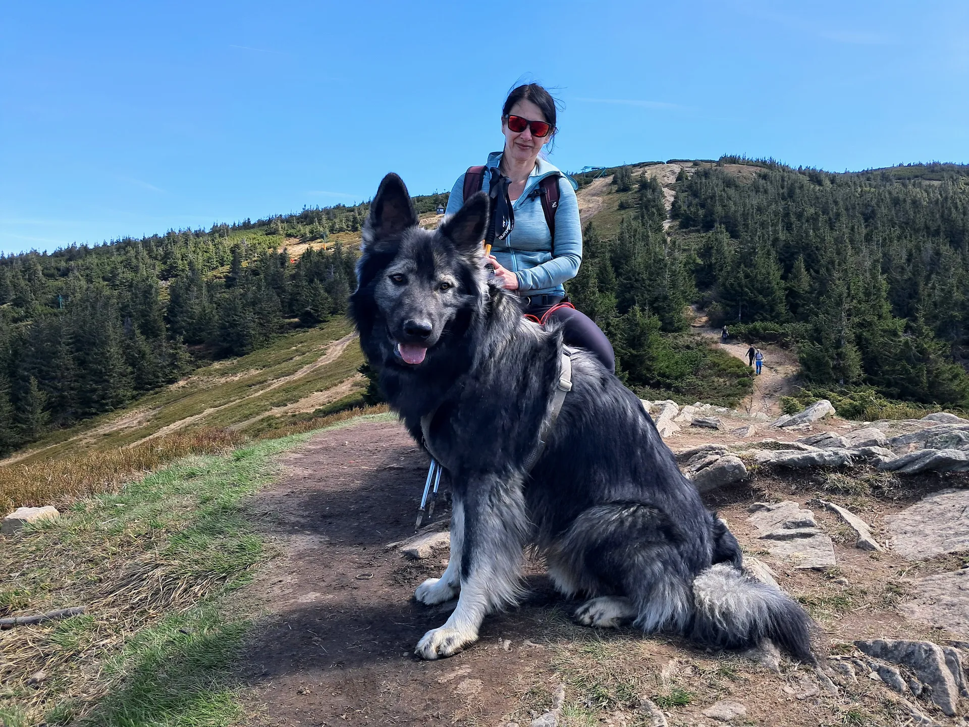 dogtrekking