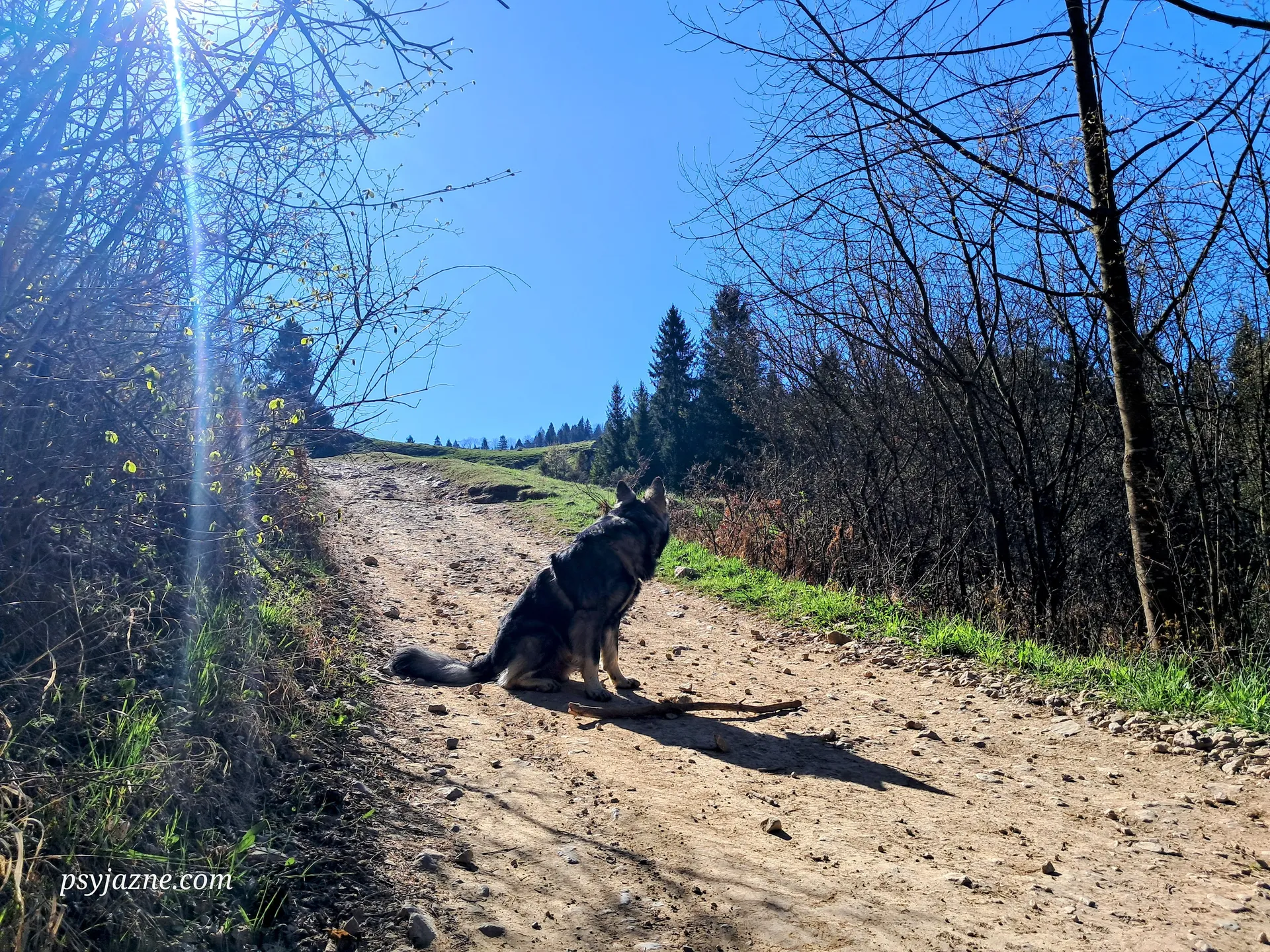 Owczarek na drodze na Durbaszkę