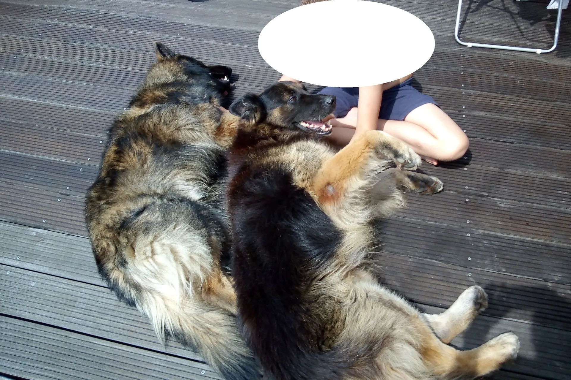 dziecko i pies
