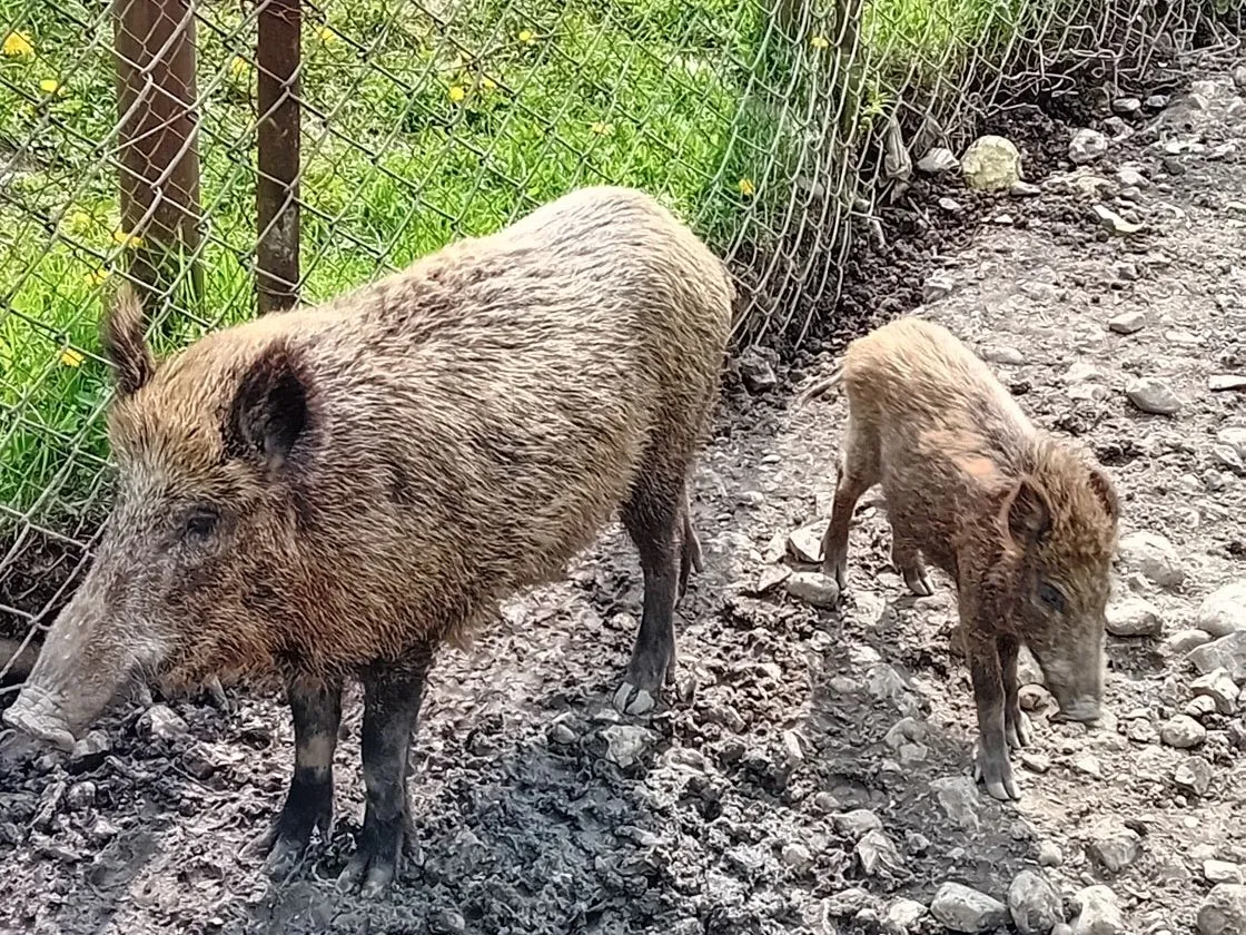 Dziki