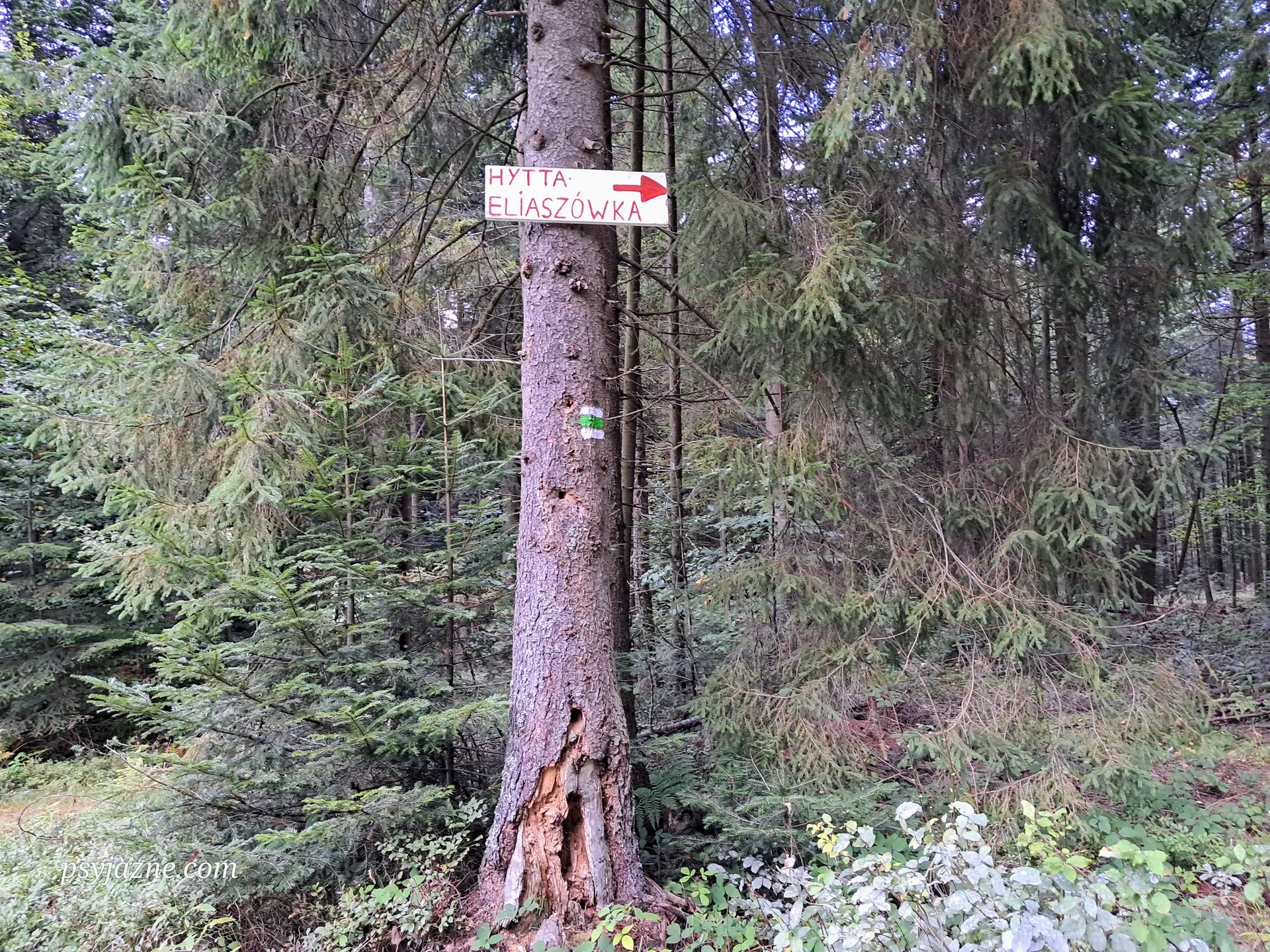 Zielony szlak na Eliaszówkę