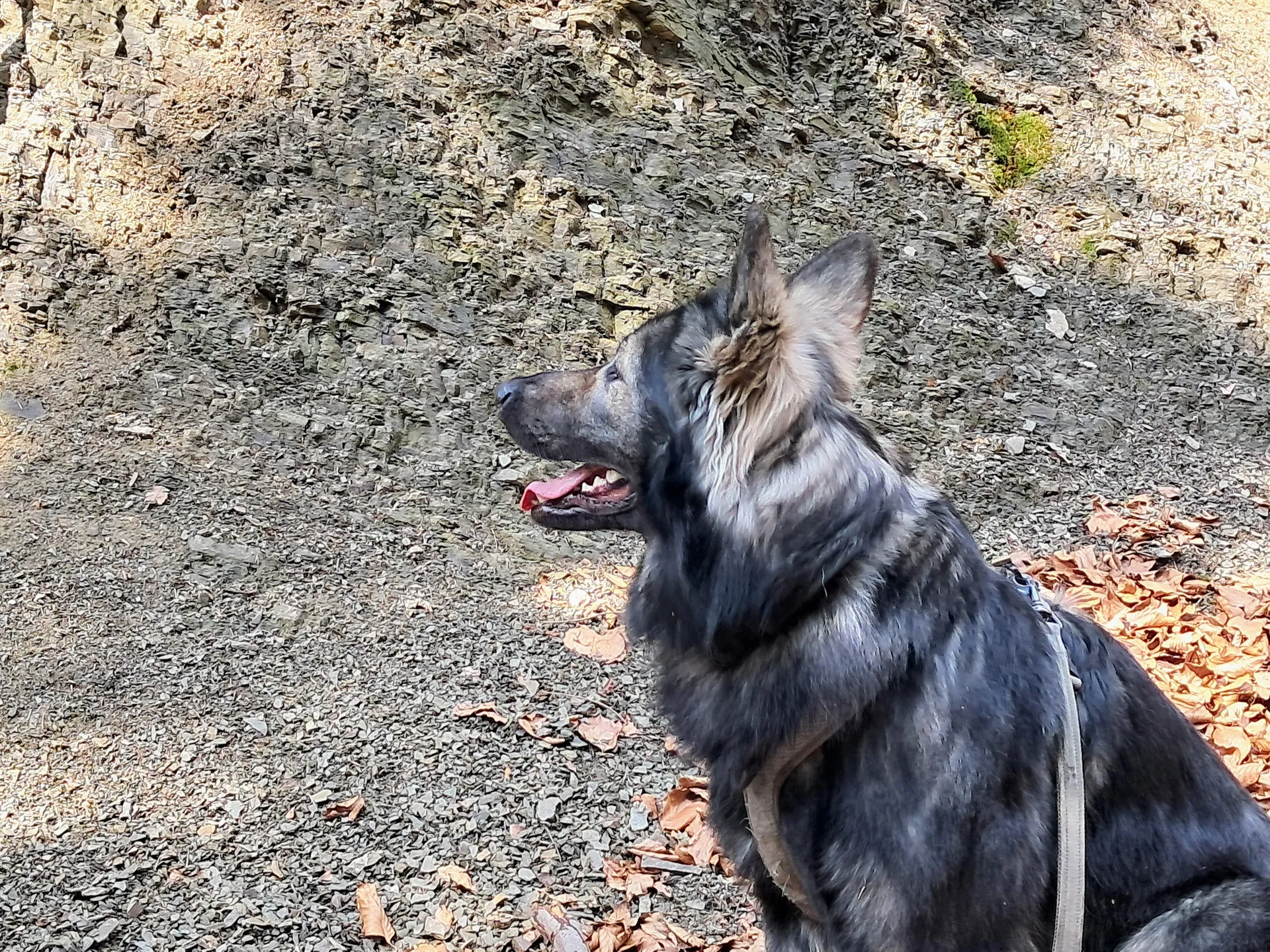 Flisz karpacki