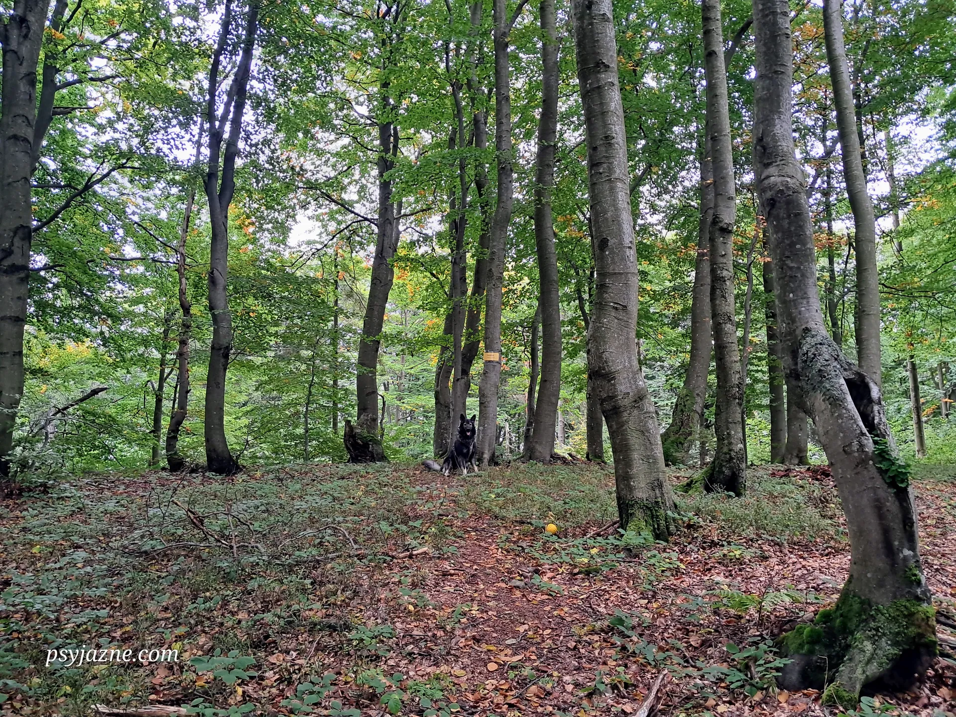Szczyt Galwaniska, Pasmo Jaworzyny
