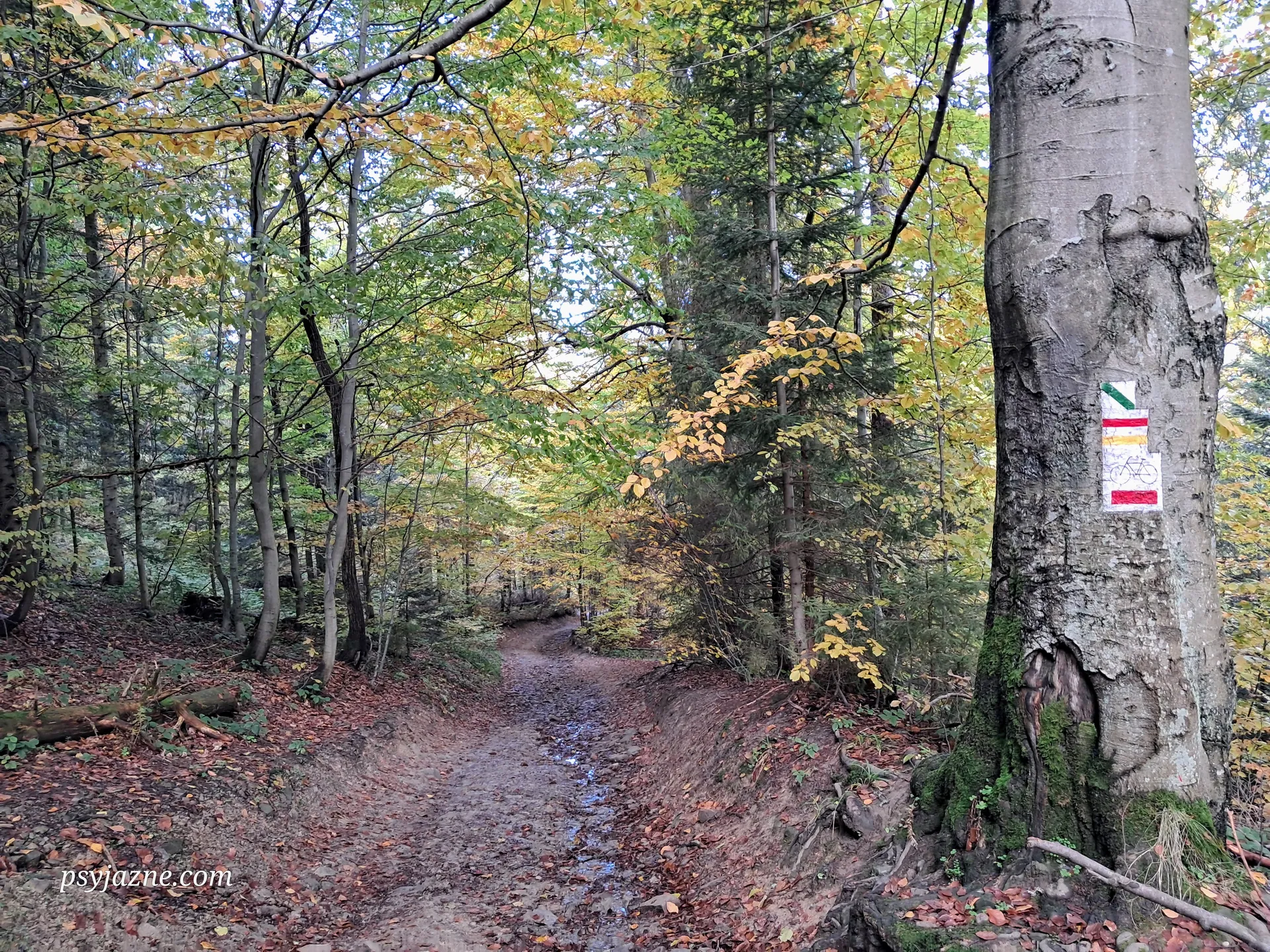 Gorce, Główny Szlak Beskidzki