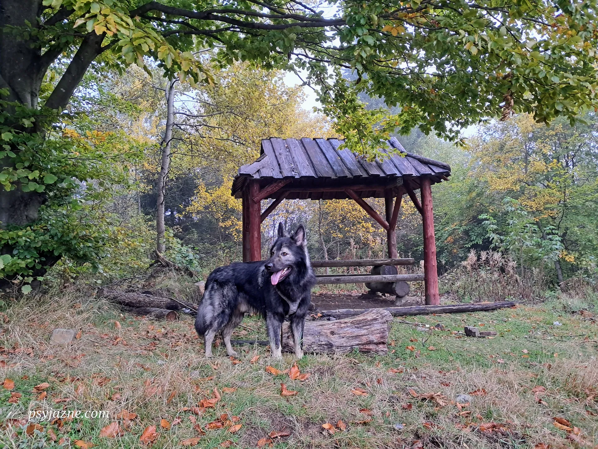 Gorce, Główny Szlak Beskidzki z psem