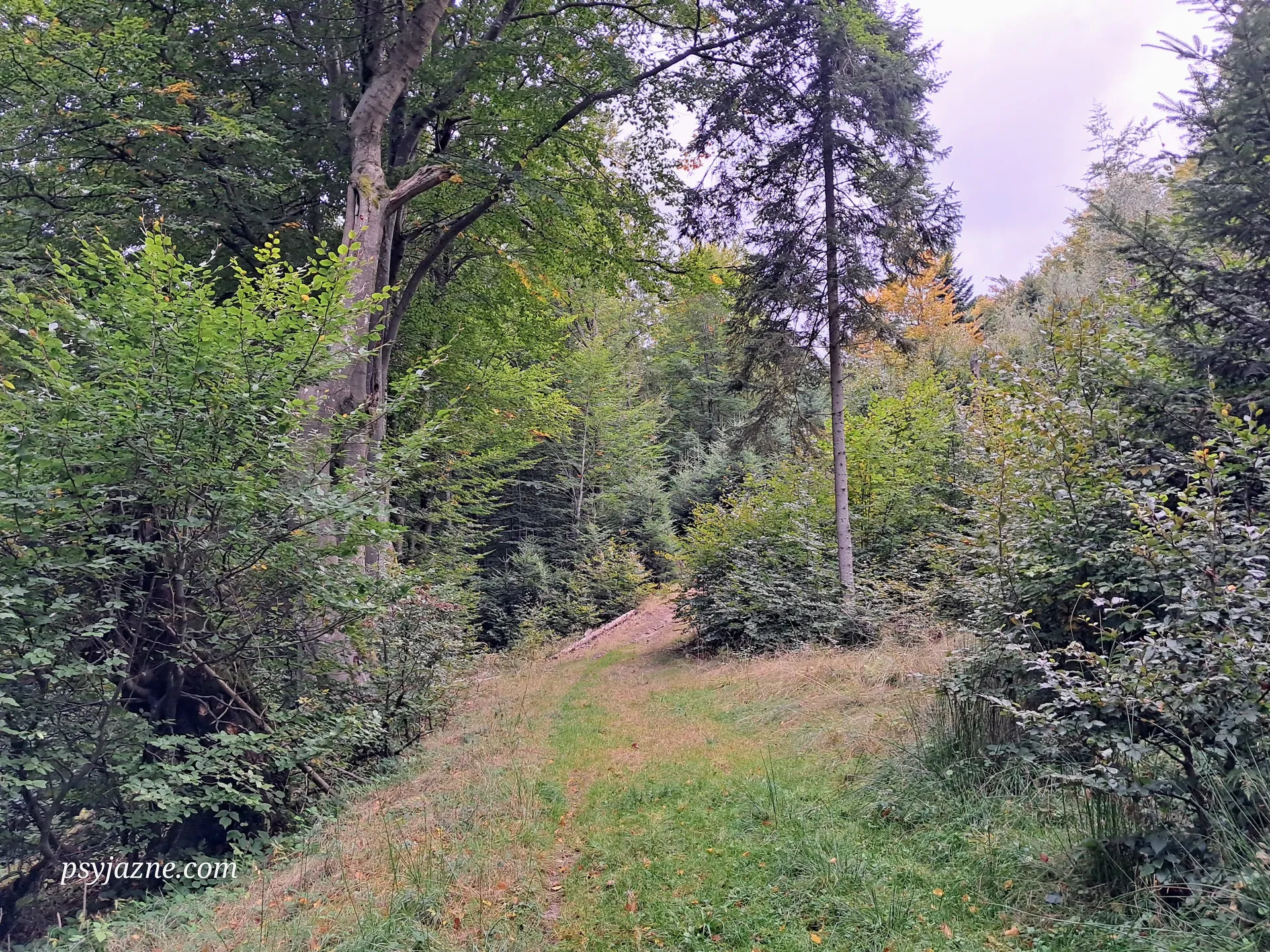 Górne Stacje, droga leśna