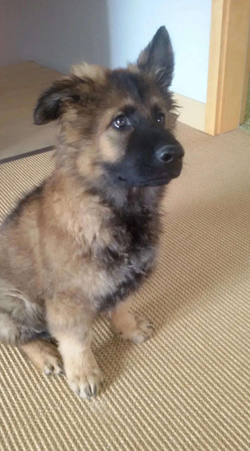 hans