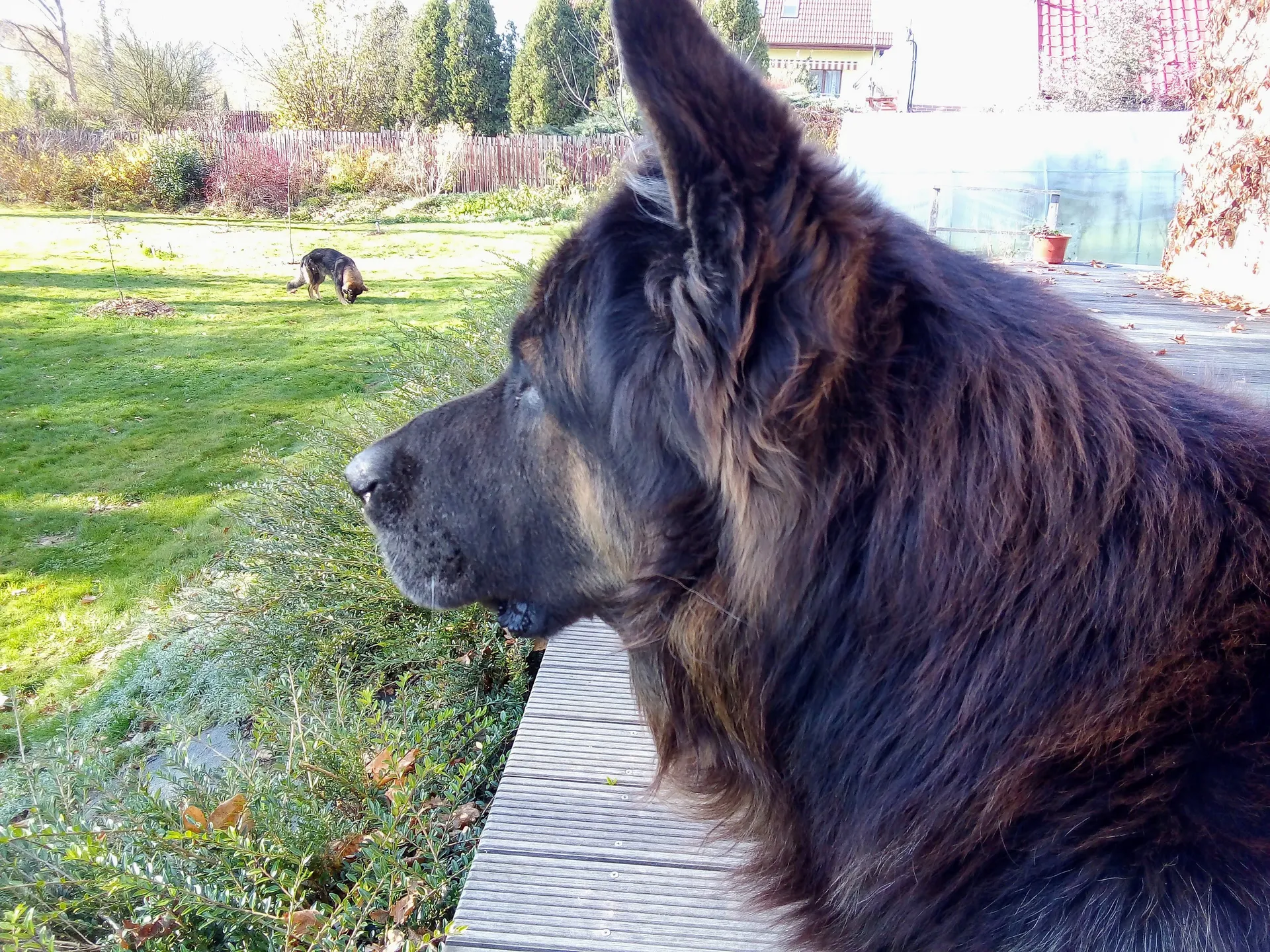 homer
