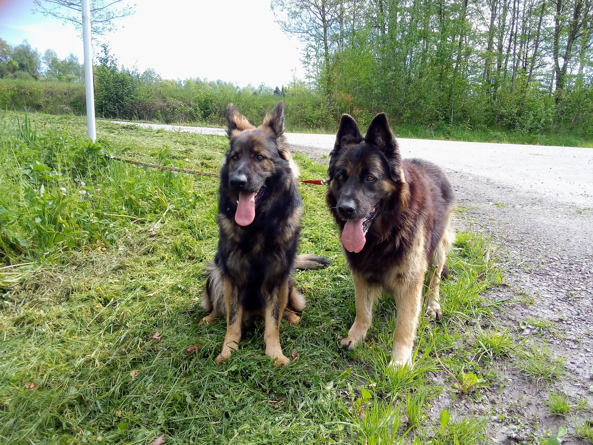 Homer i Hans