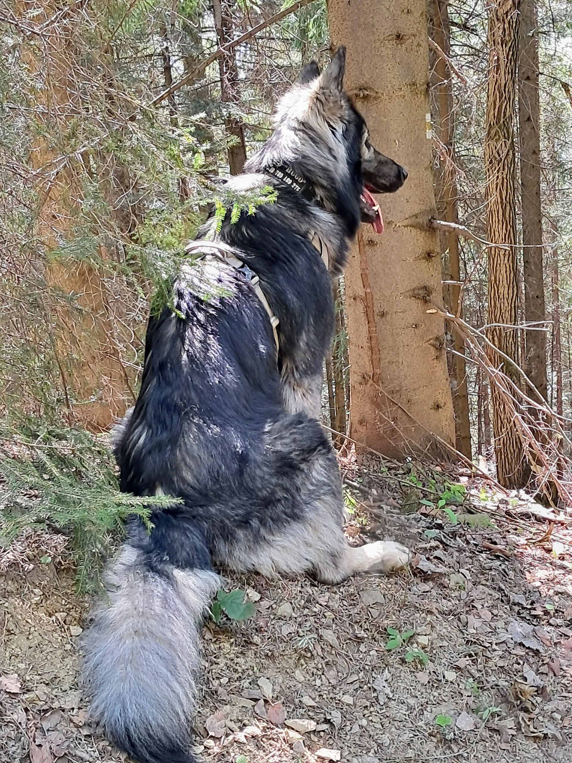 Hugo