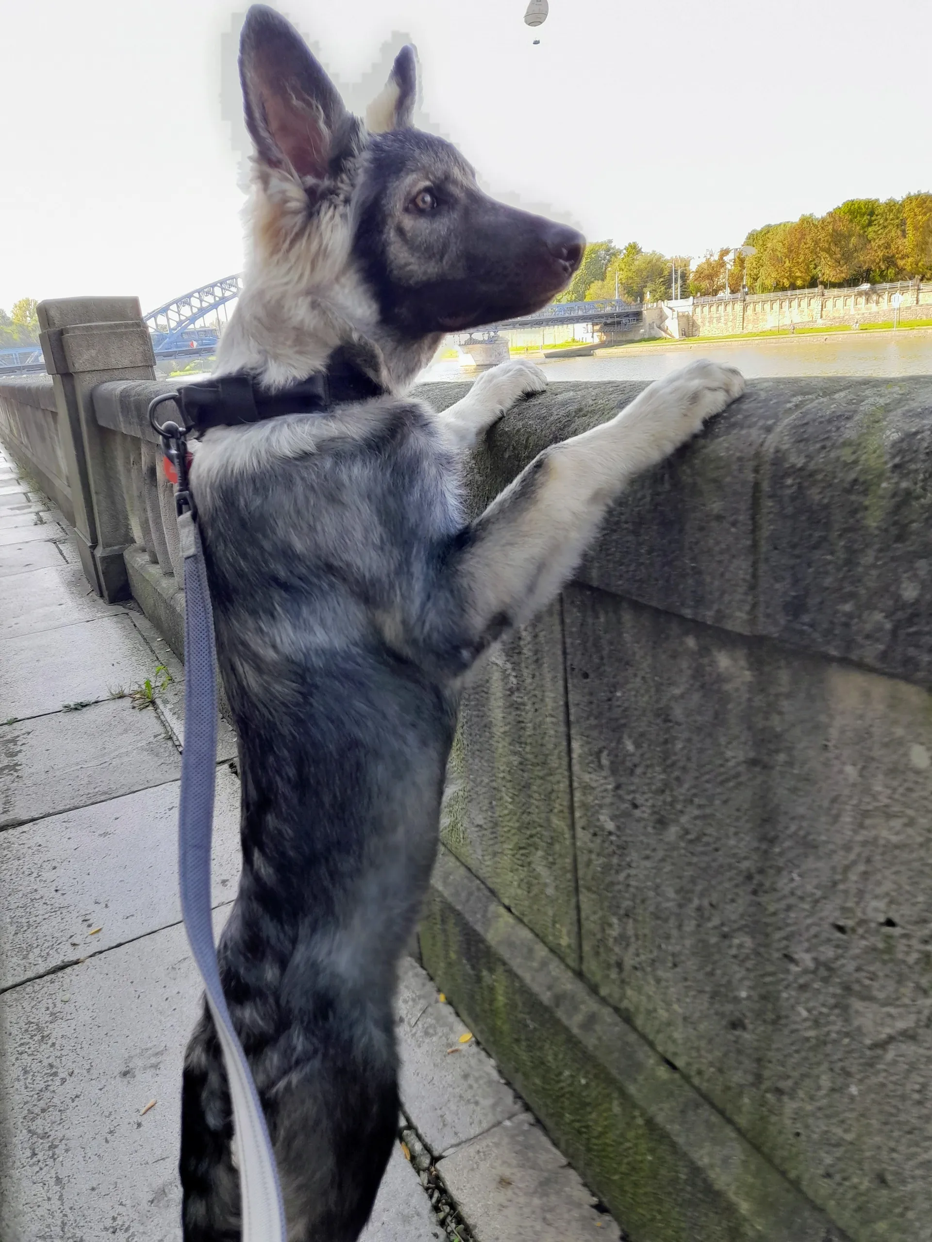 hugo