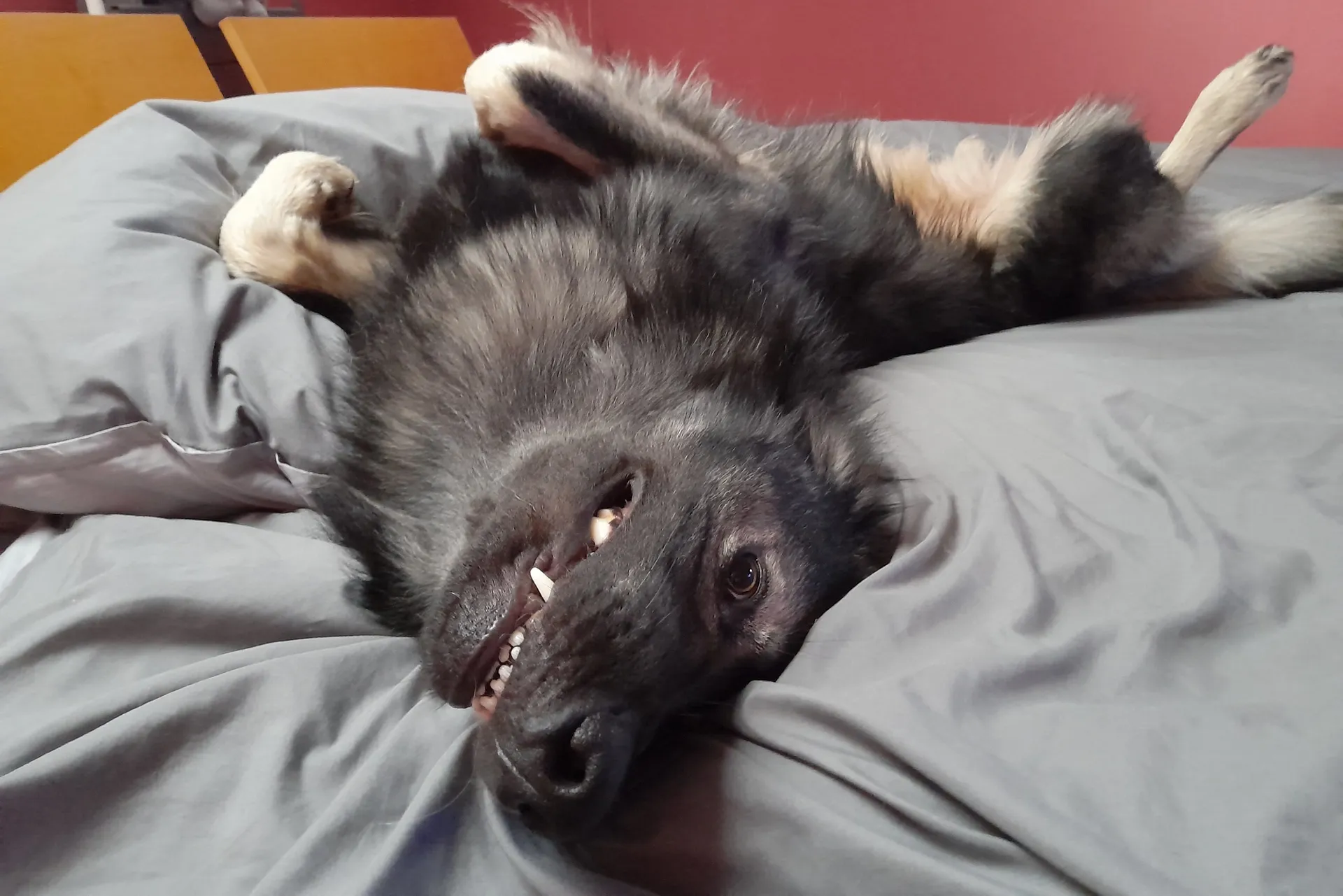 hugo