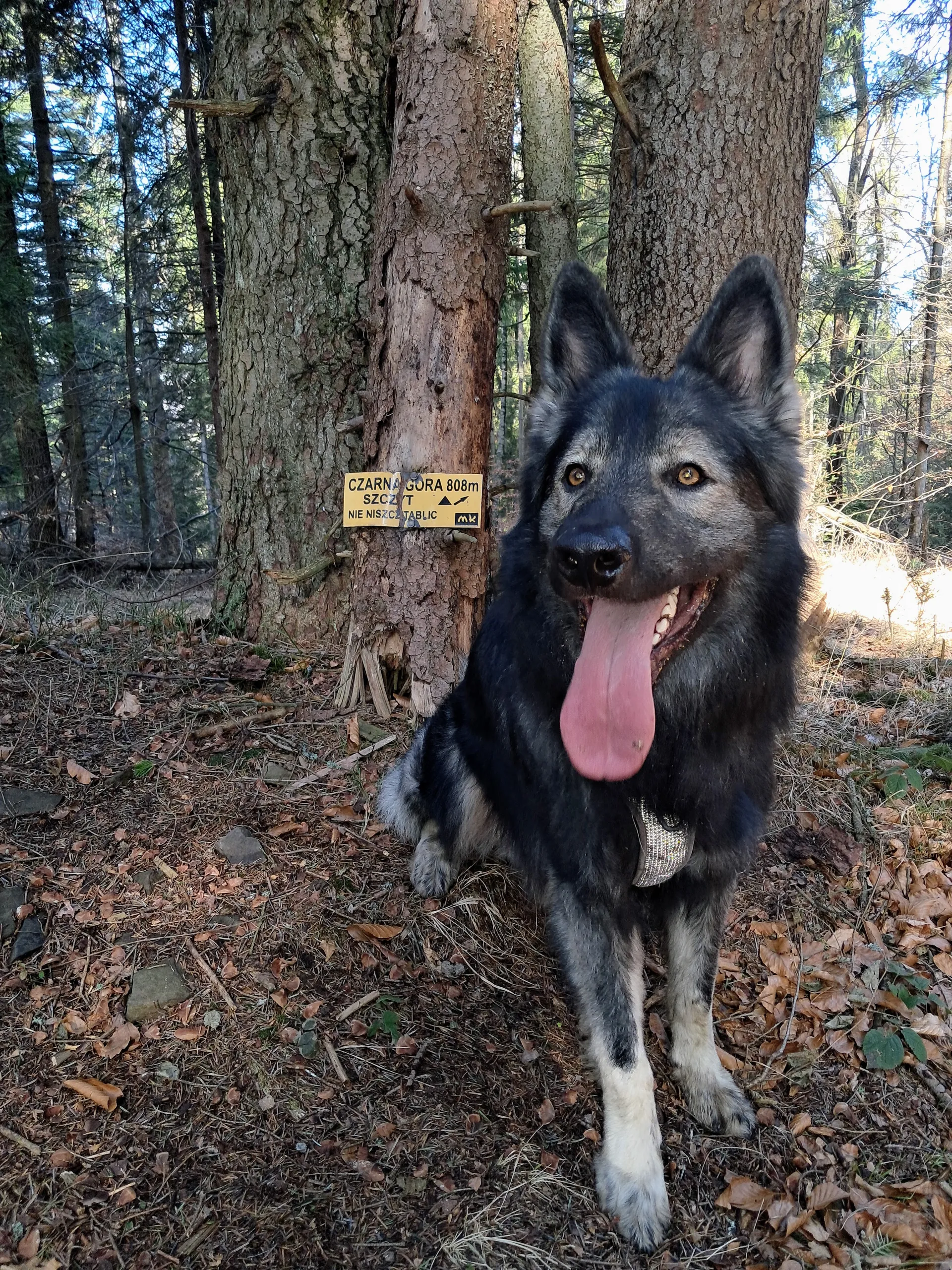 Hugo