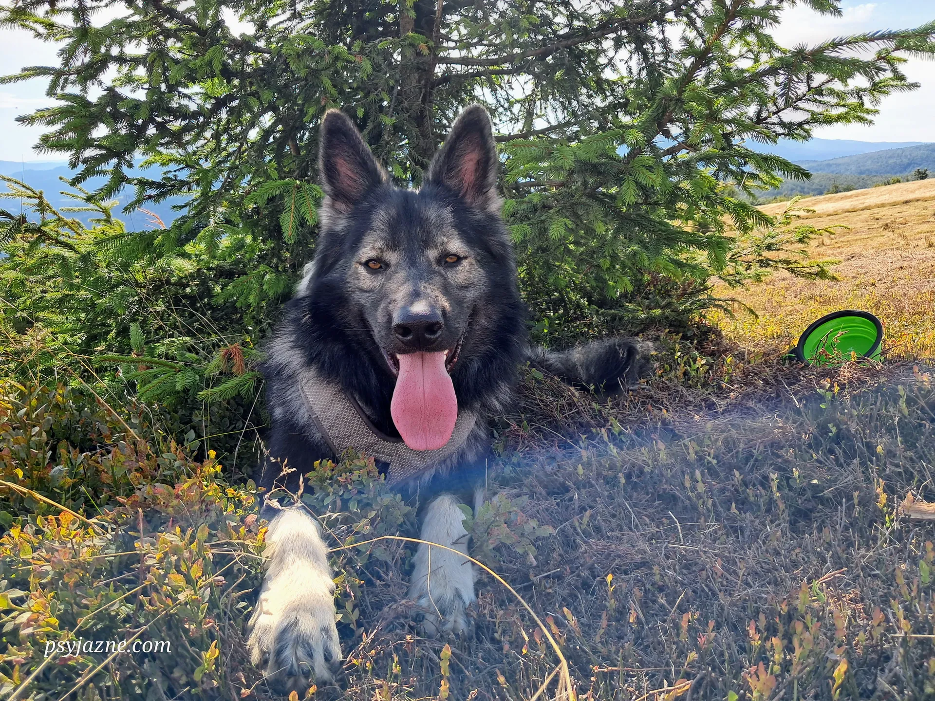 Hugo