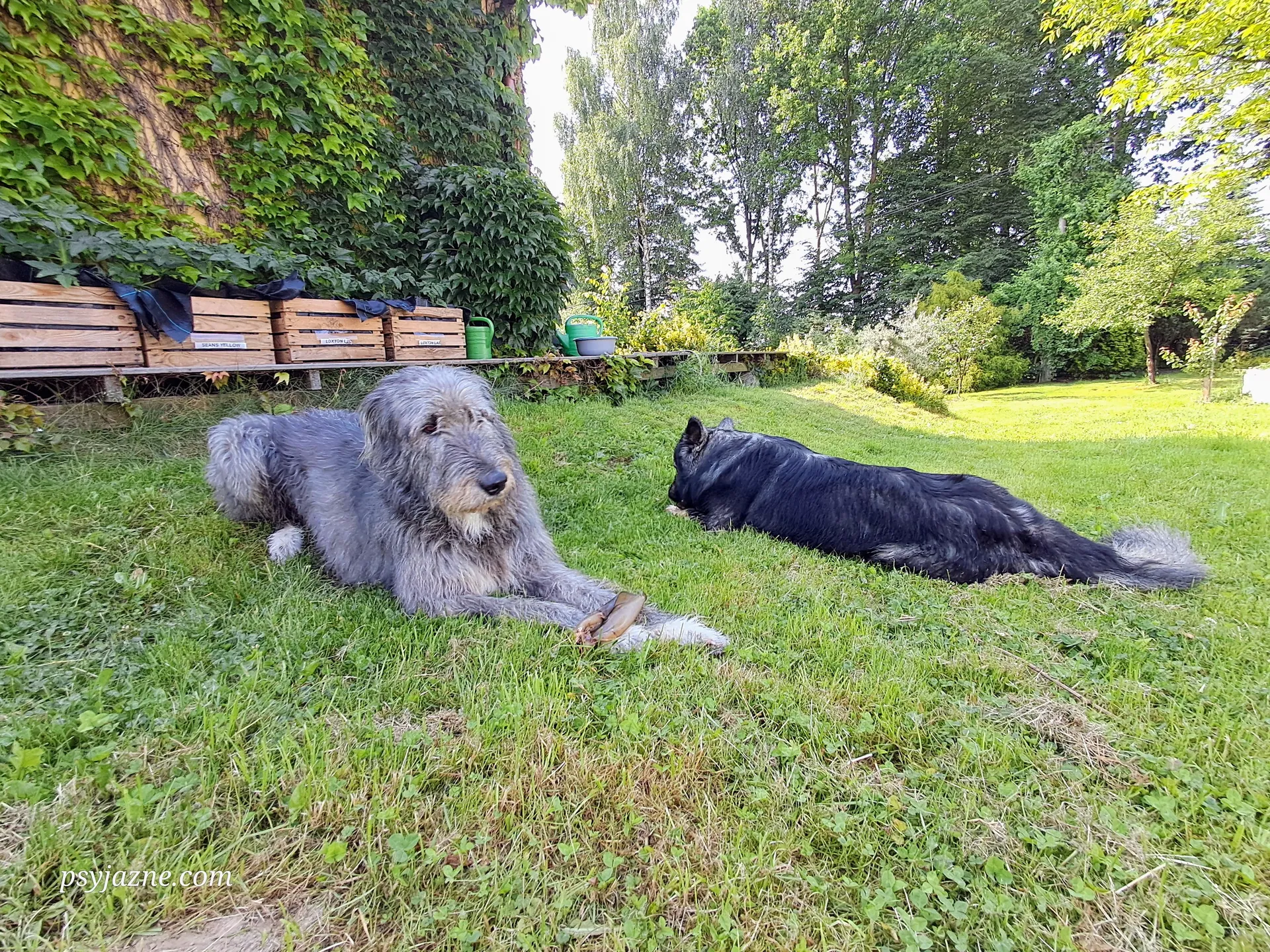 Hugo i Lucky w ogrodzie