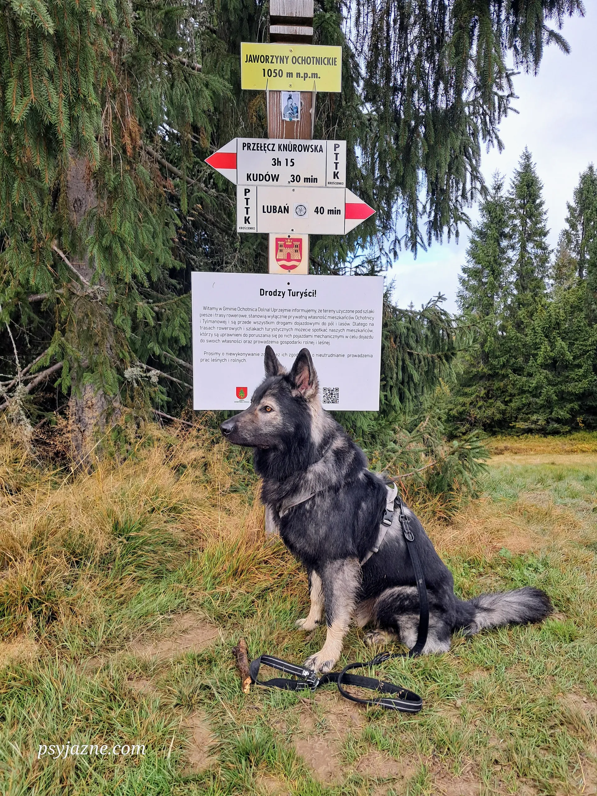 Jaworzyny Ochotnickie, Gorce