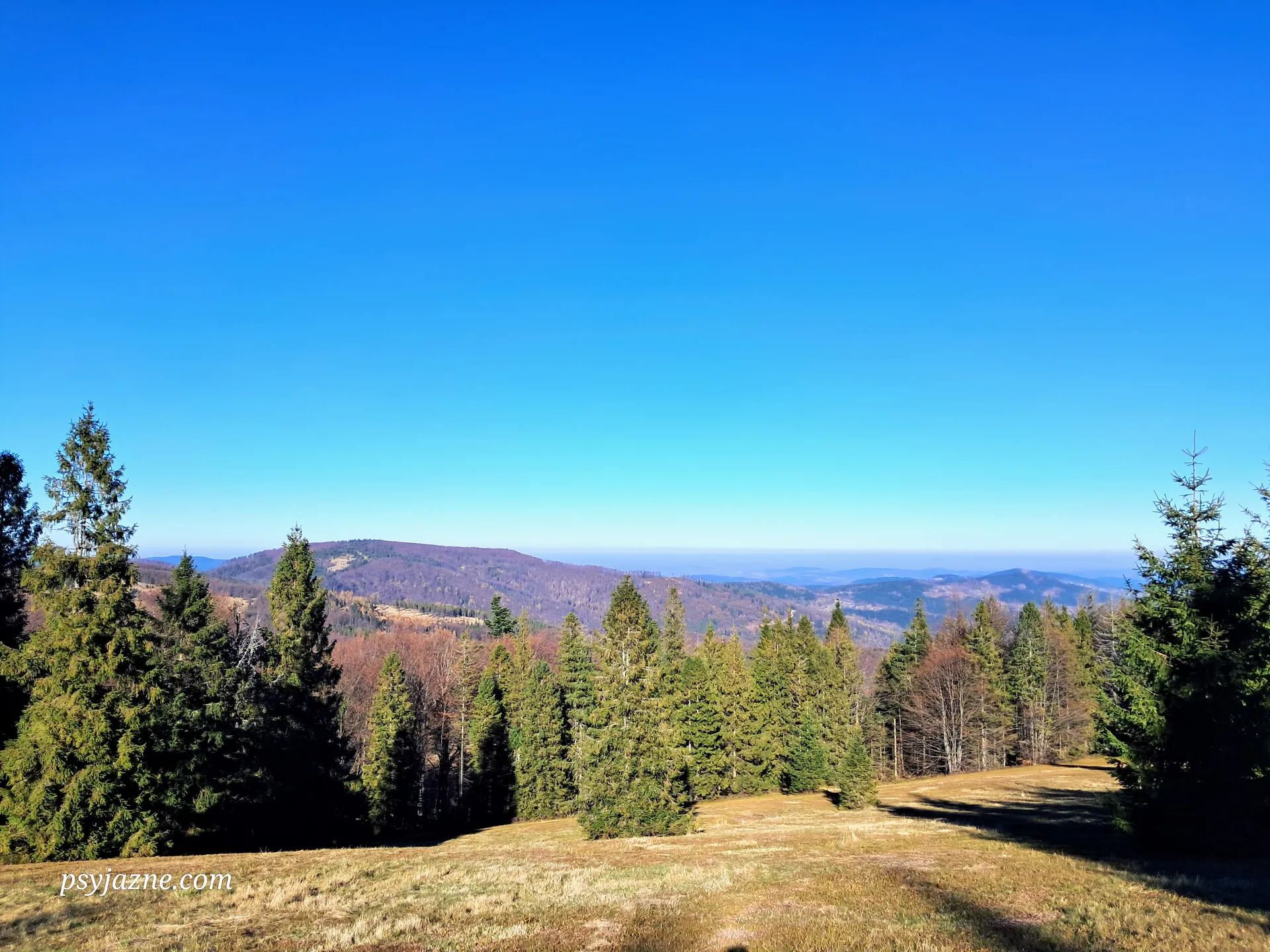 Jałowiec