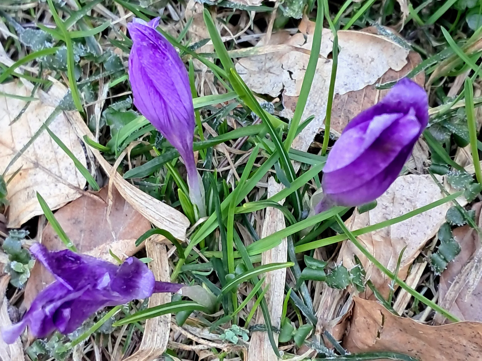 Krokusy