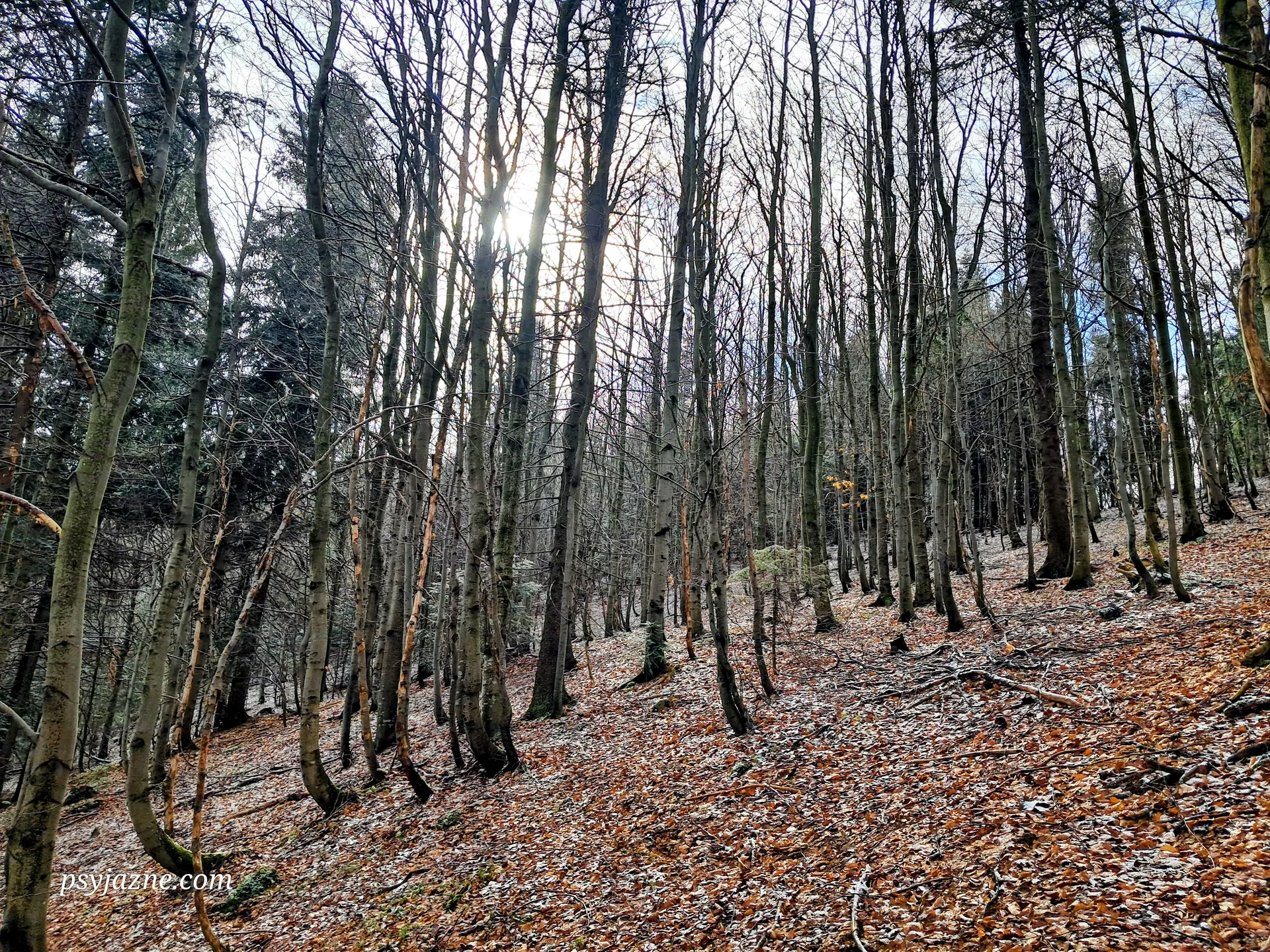 Las przedwiosenny