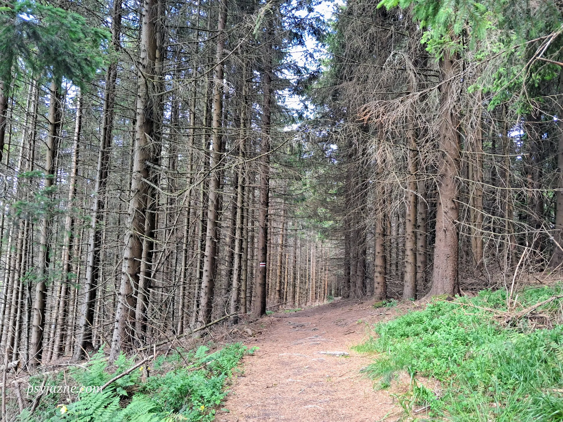 Las świerkowy