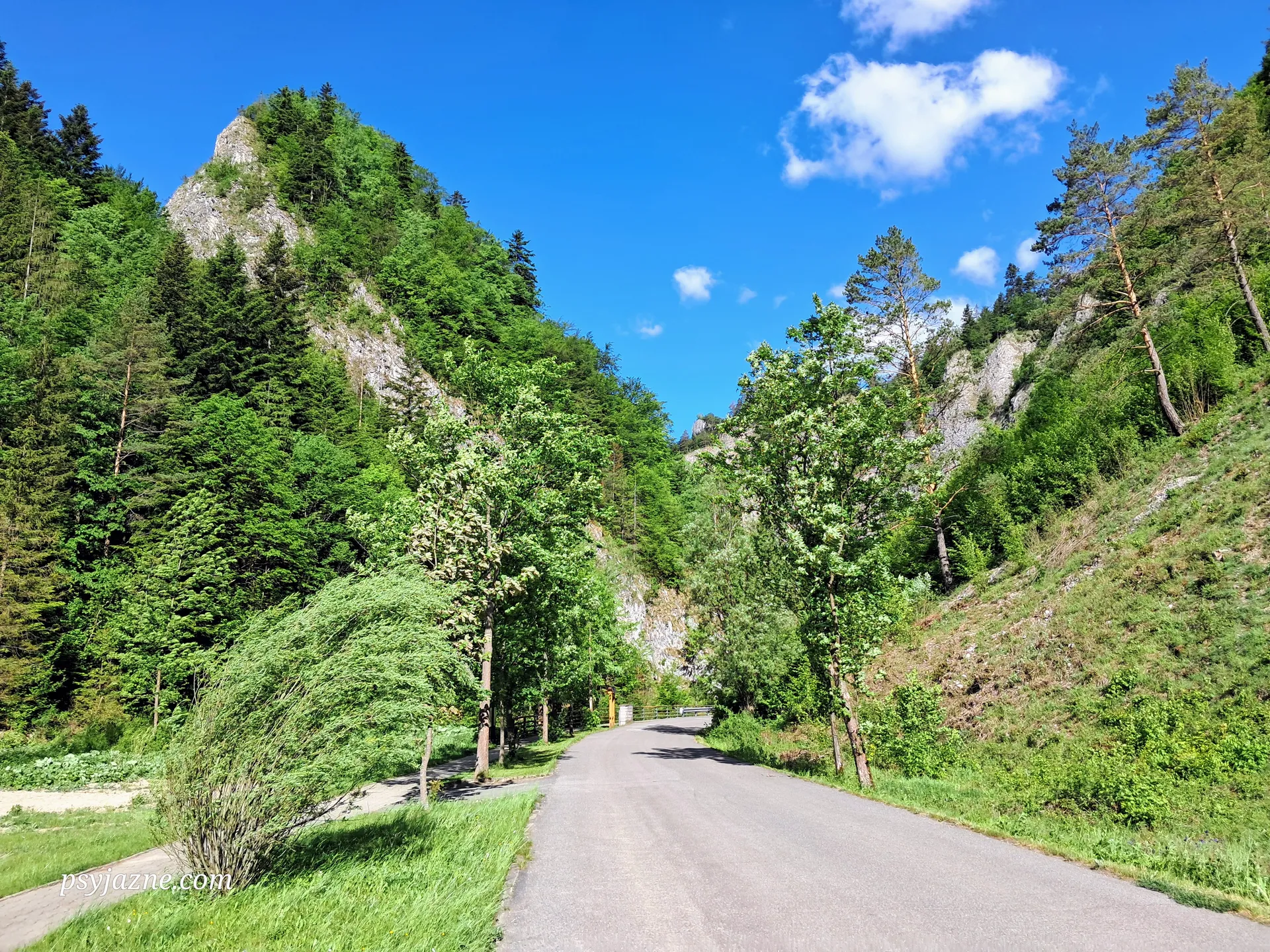 Leśnica, PIENAP