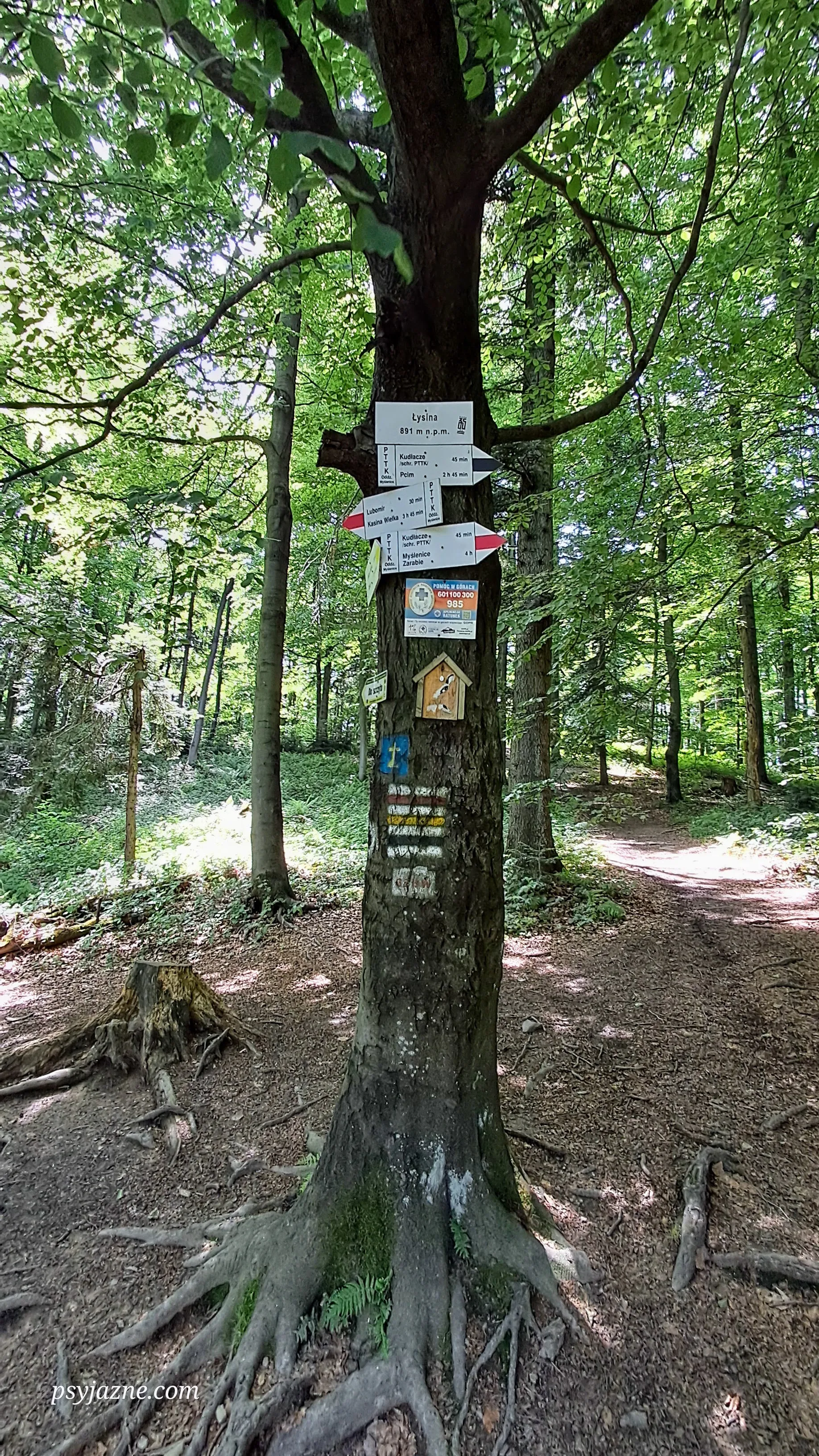 Łysina, MSB