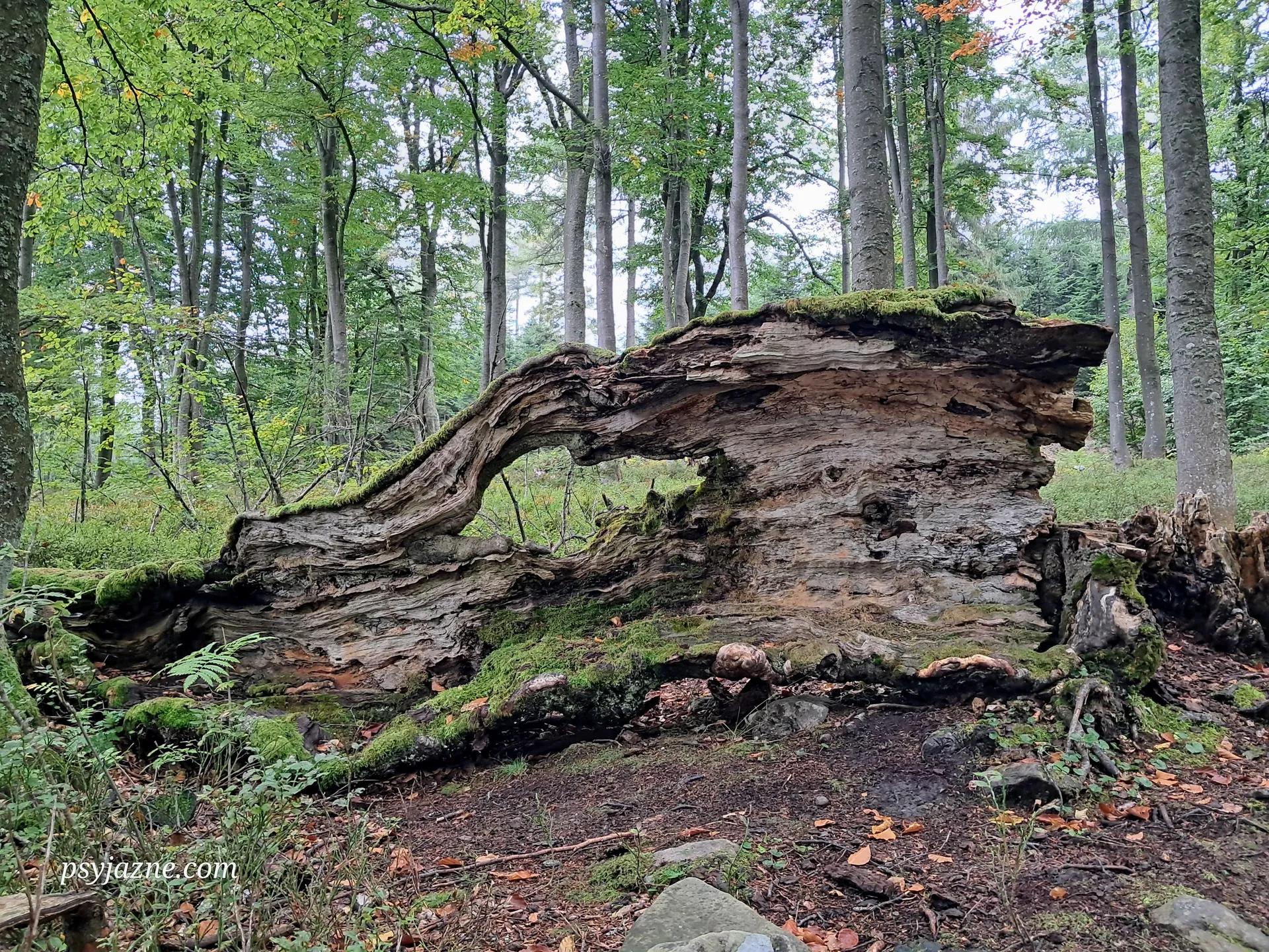martwa natura, dzieło przyrody