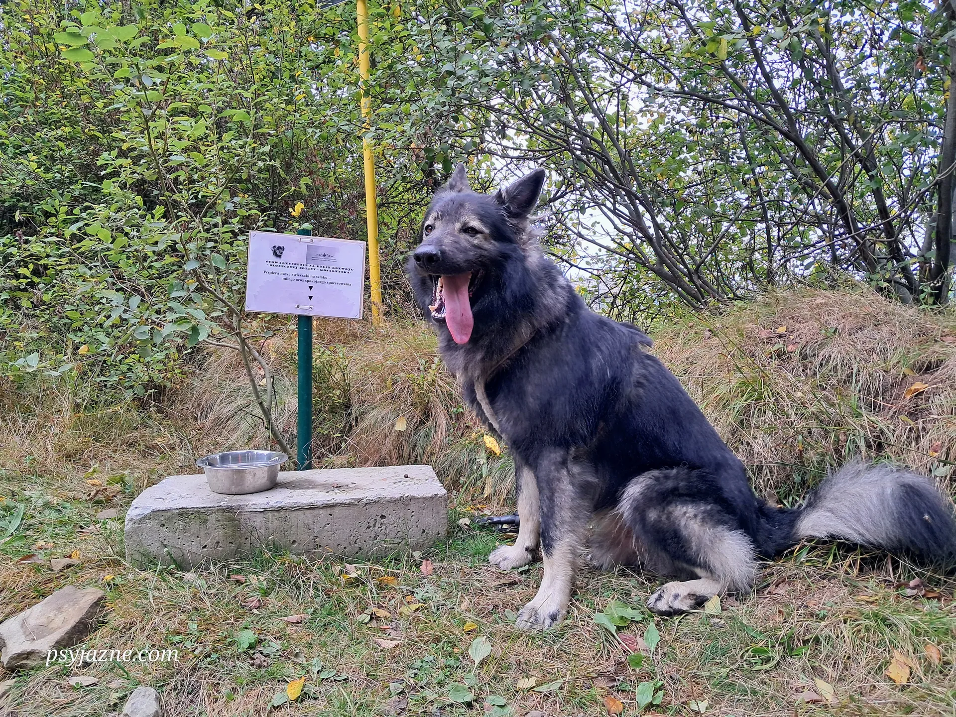Miska z wodą dla psa