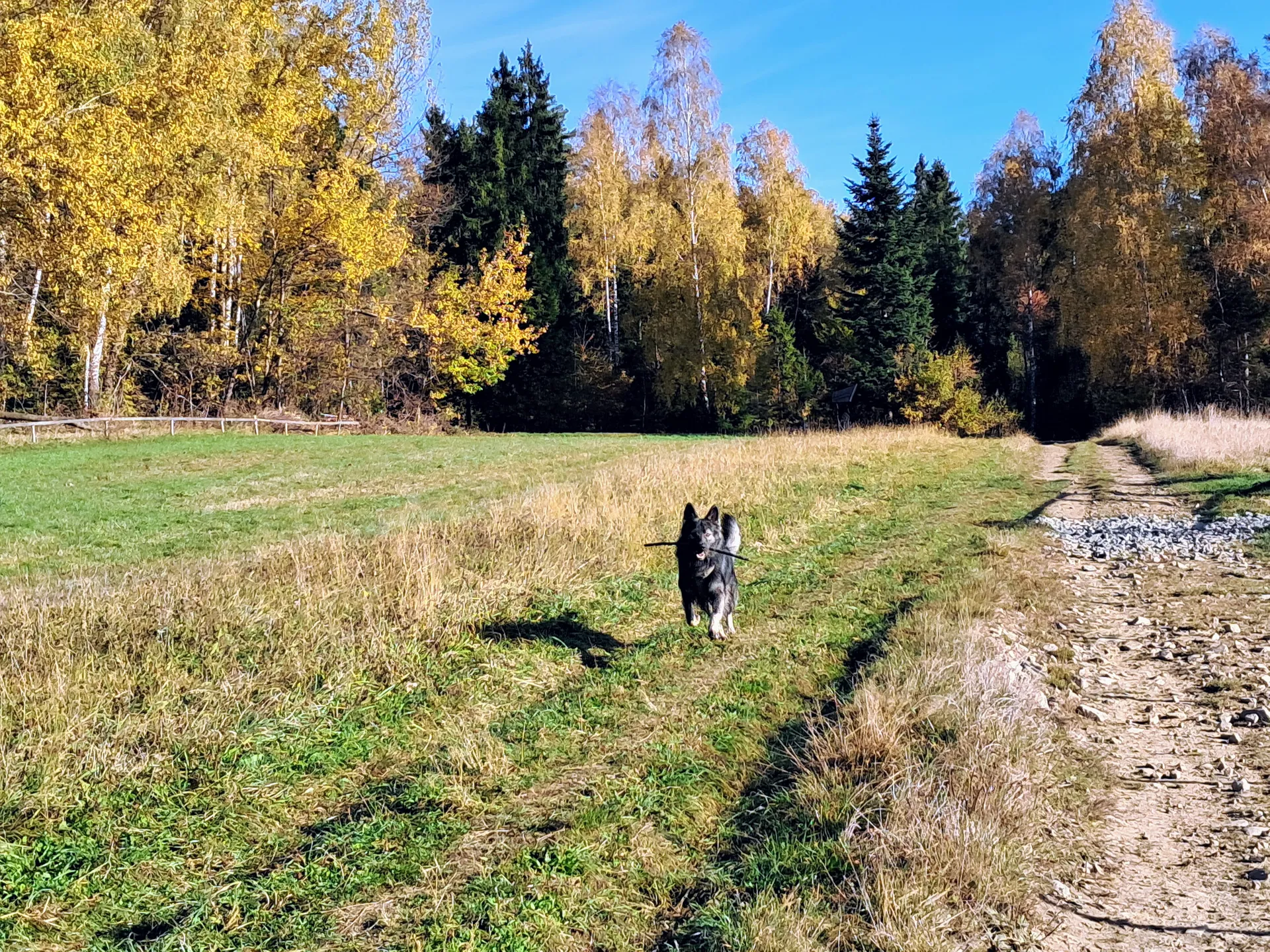 Psyjazne na szlaku, Sidzina