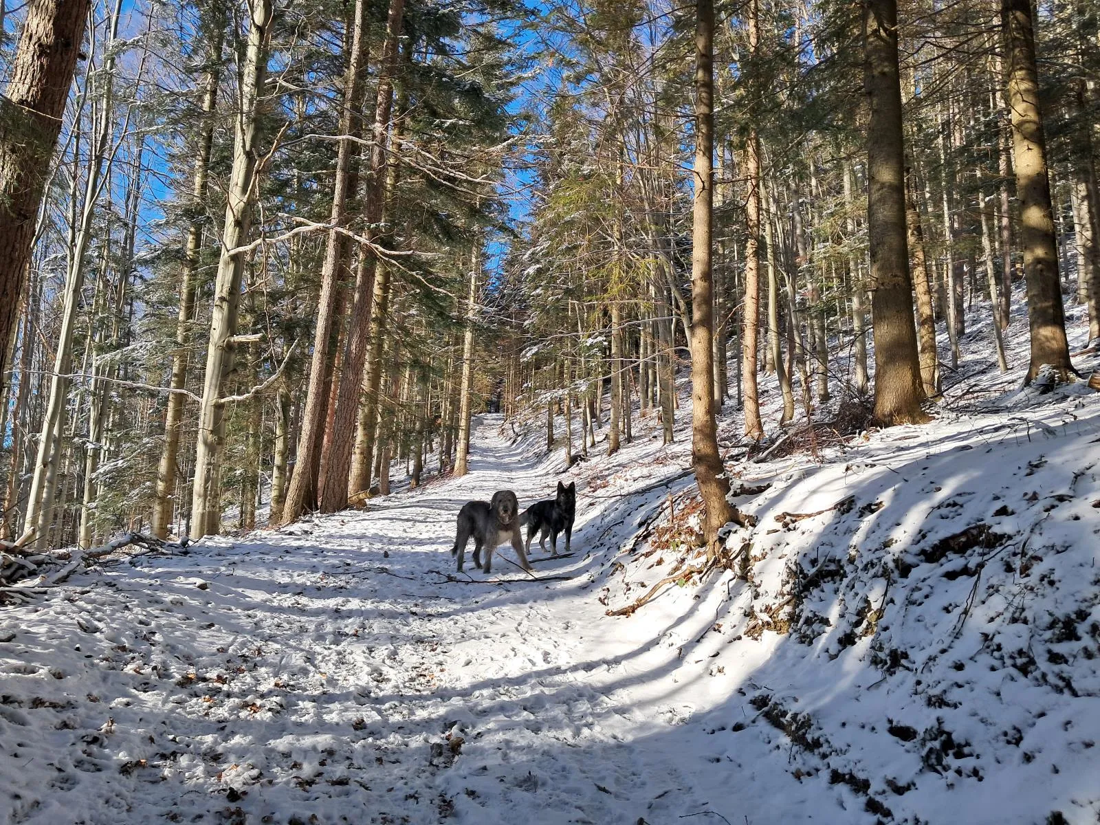 Niebieski szlak Jurków-Ćwilin