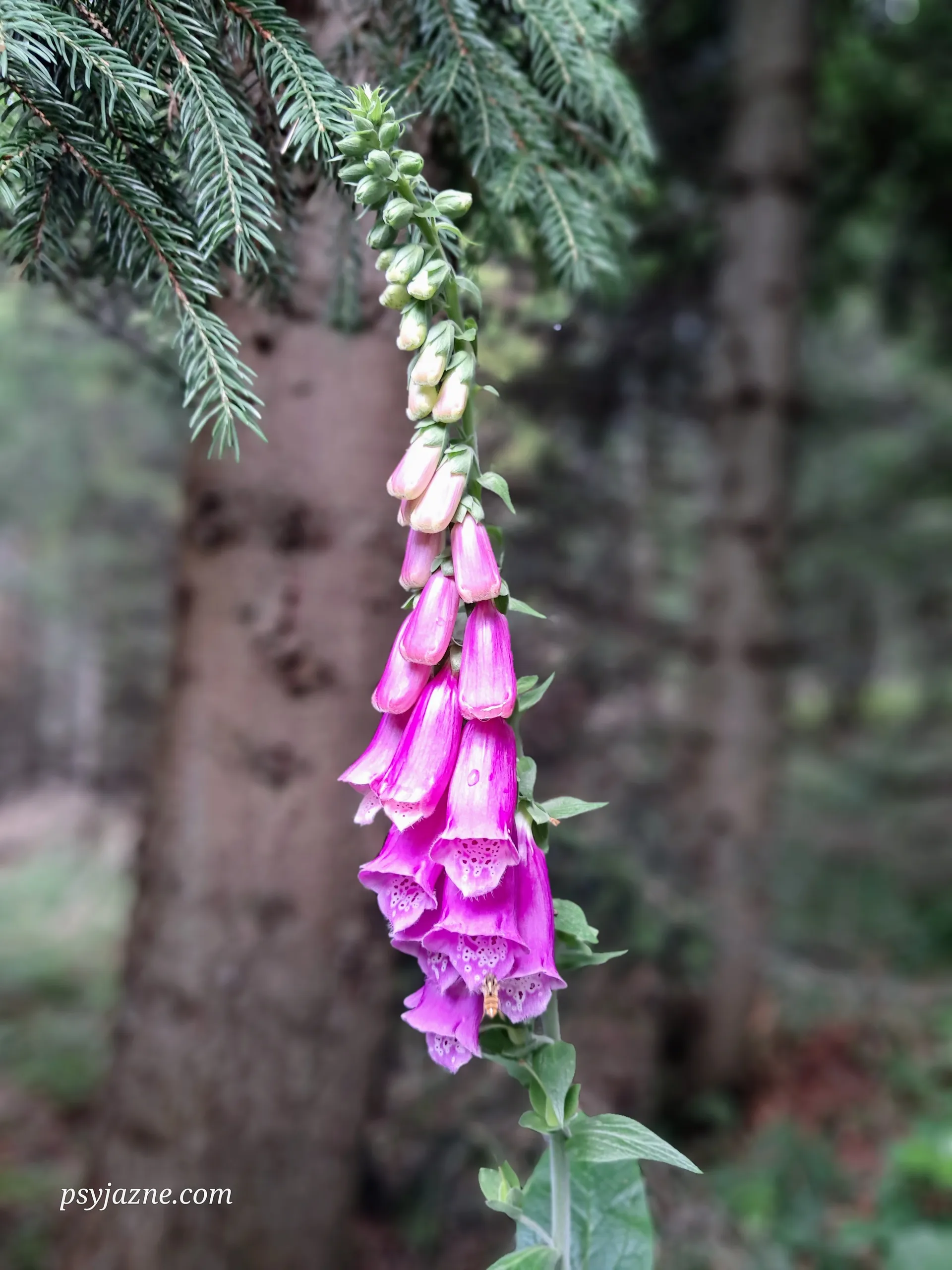 naparstnica purpurowa