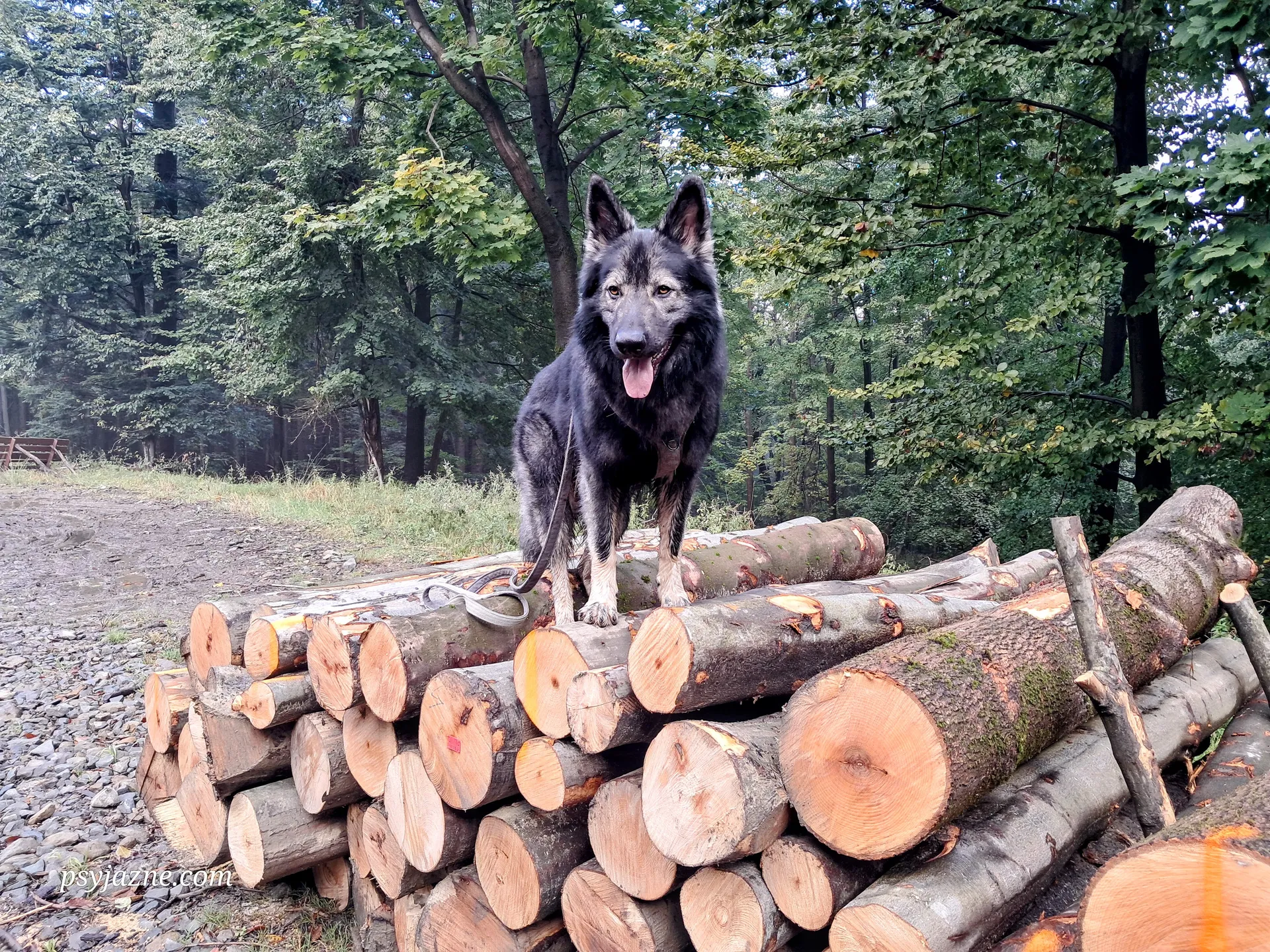 Owczarek stojący na ściętym drzewie
