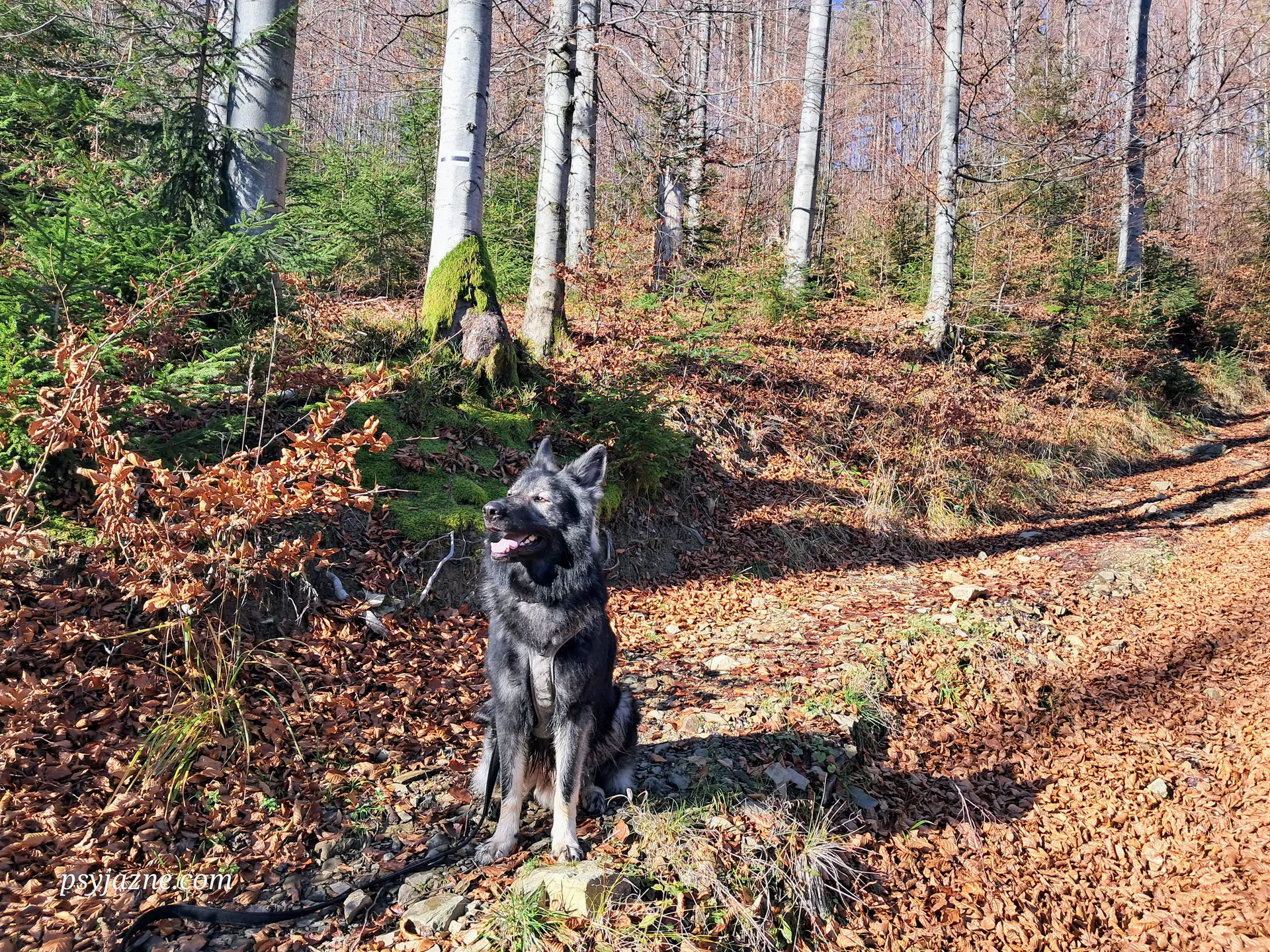 Owczarek staroniemiecki, Beskid Makowski