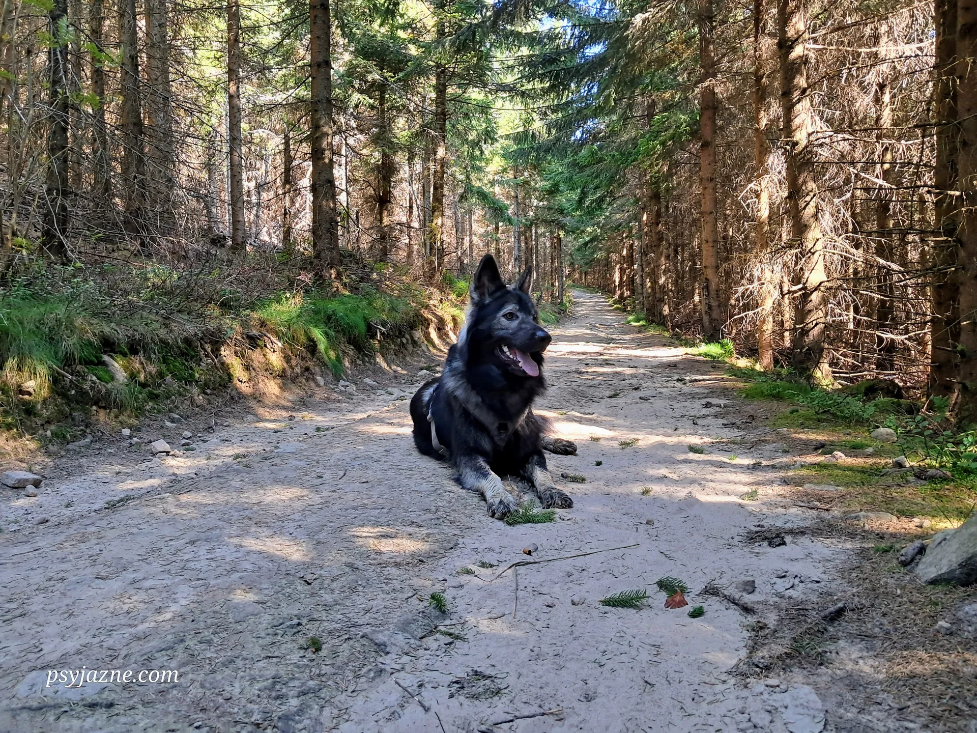 owczarek staroniemiecki