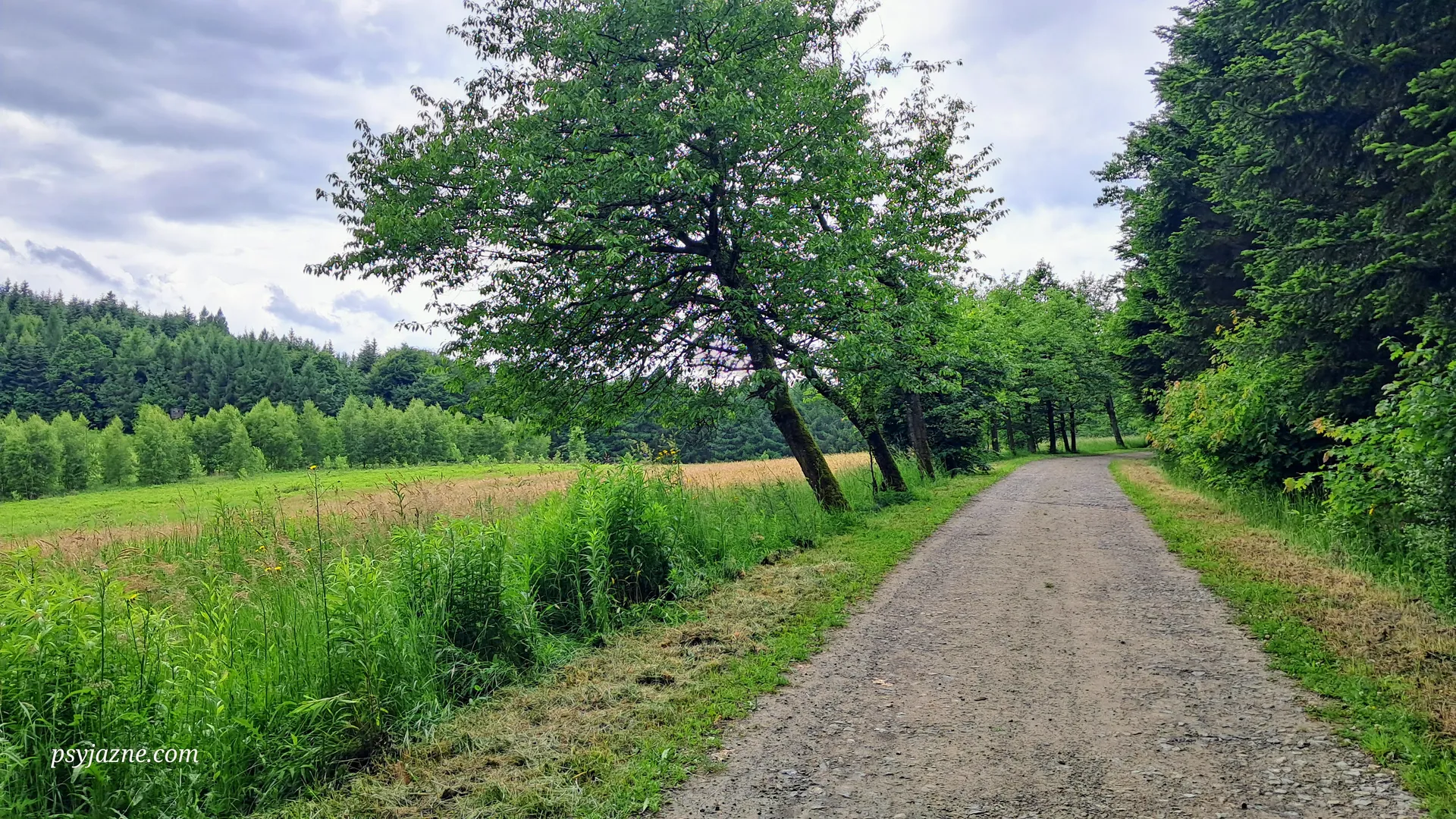 Palcza