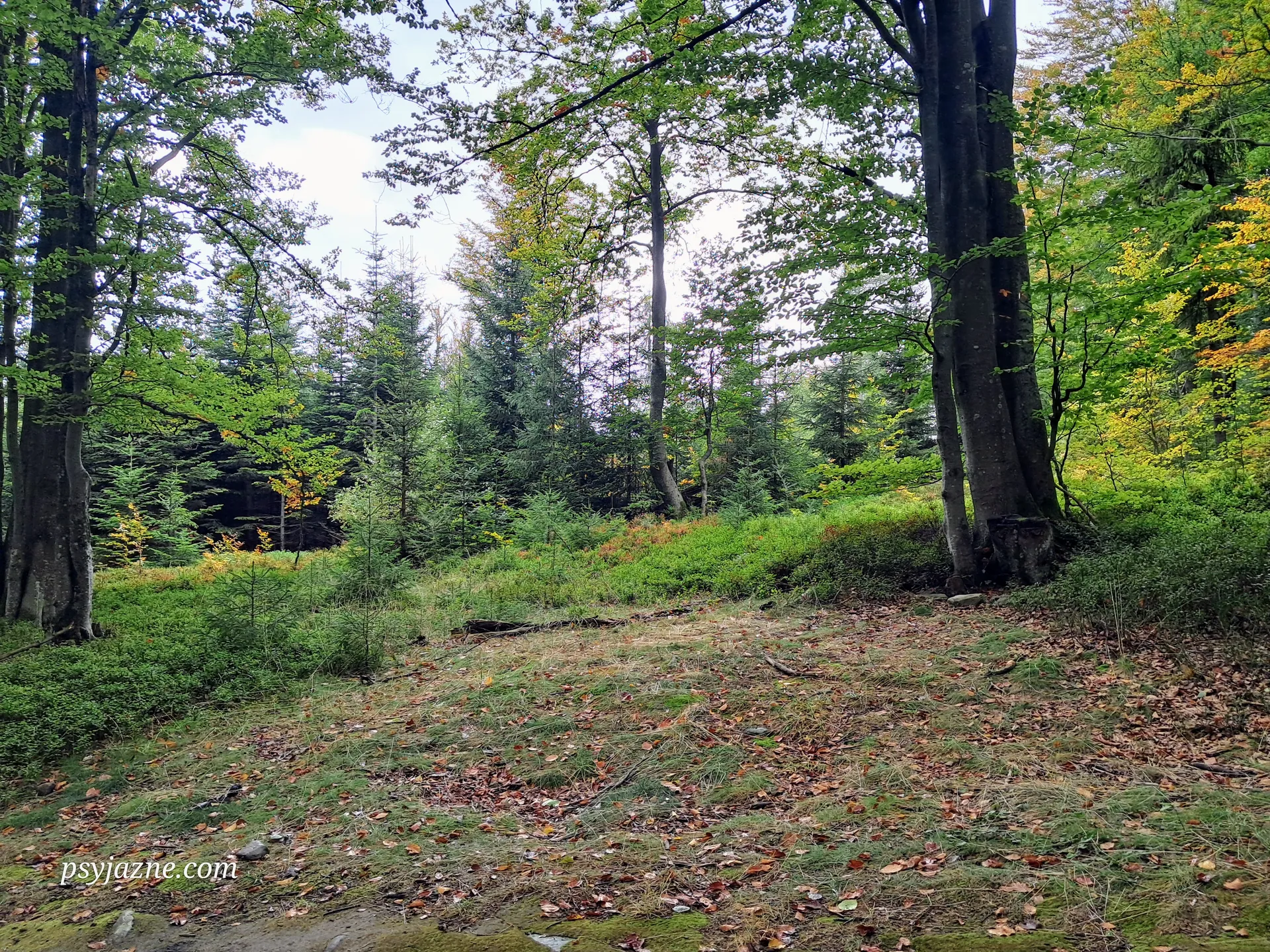 Pasmo Jaworzyny Krynickiej