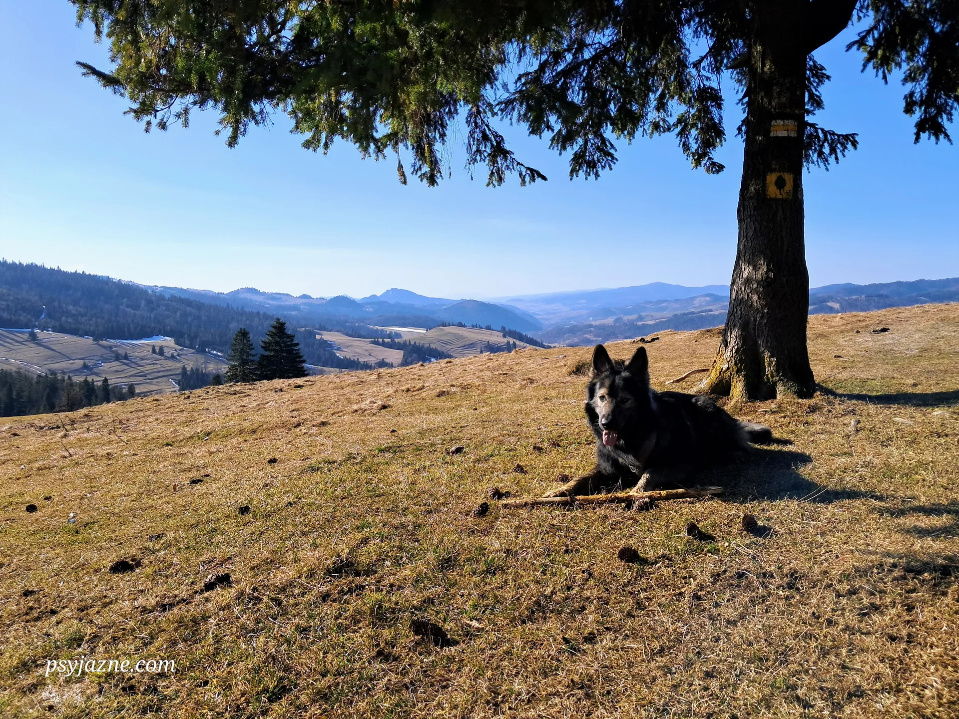 Pieniny, pies