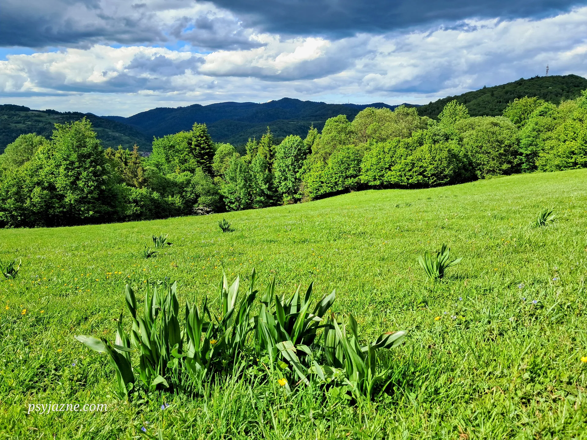 Pieniny roślinność