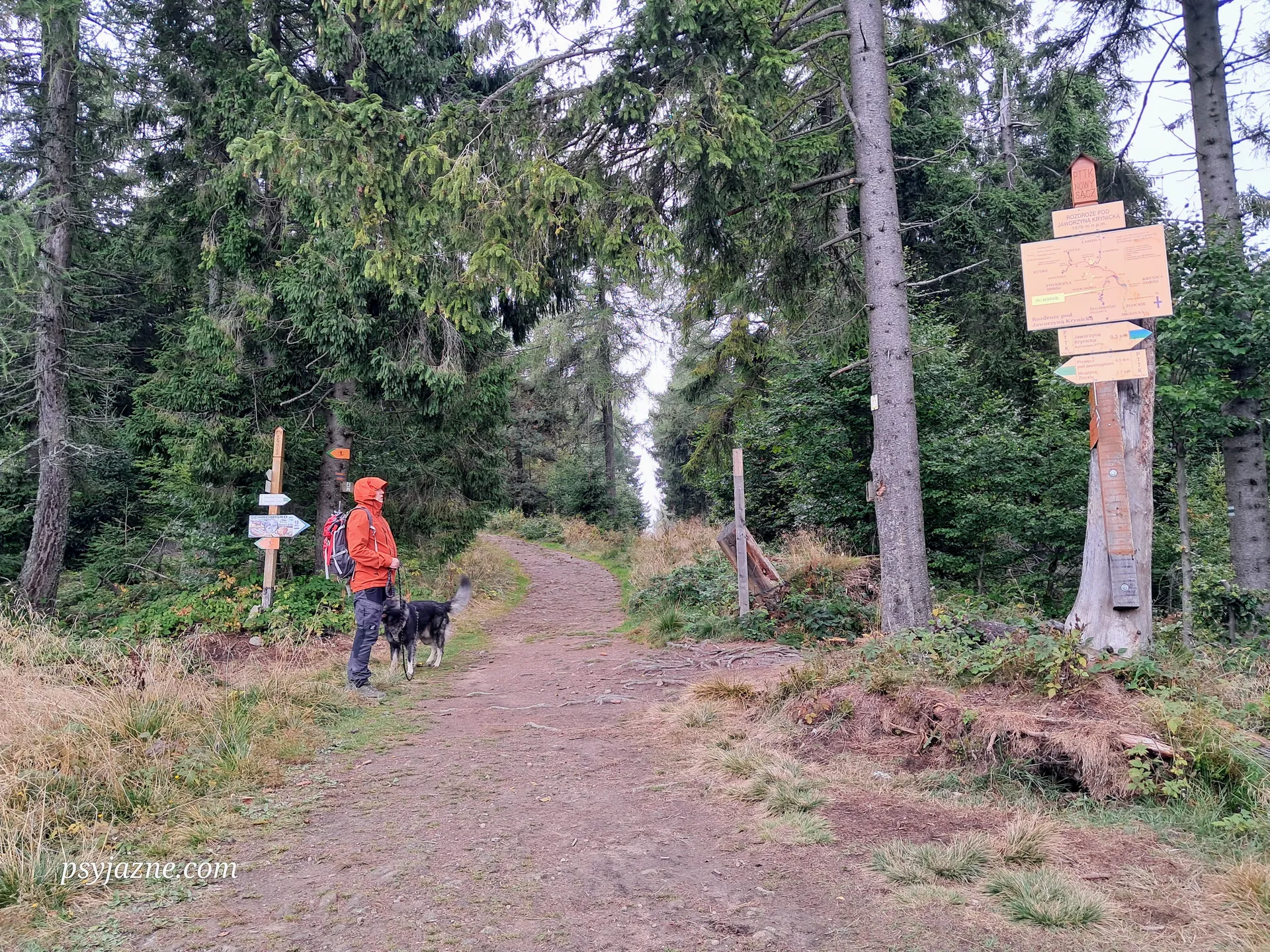 Pod Jaworzyną Krynicką, odejście zielonego szlaku do schroniska