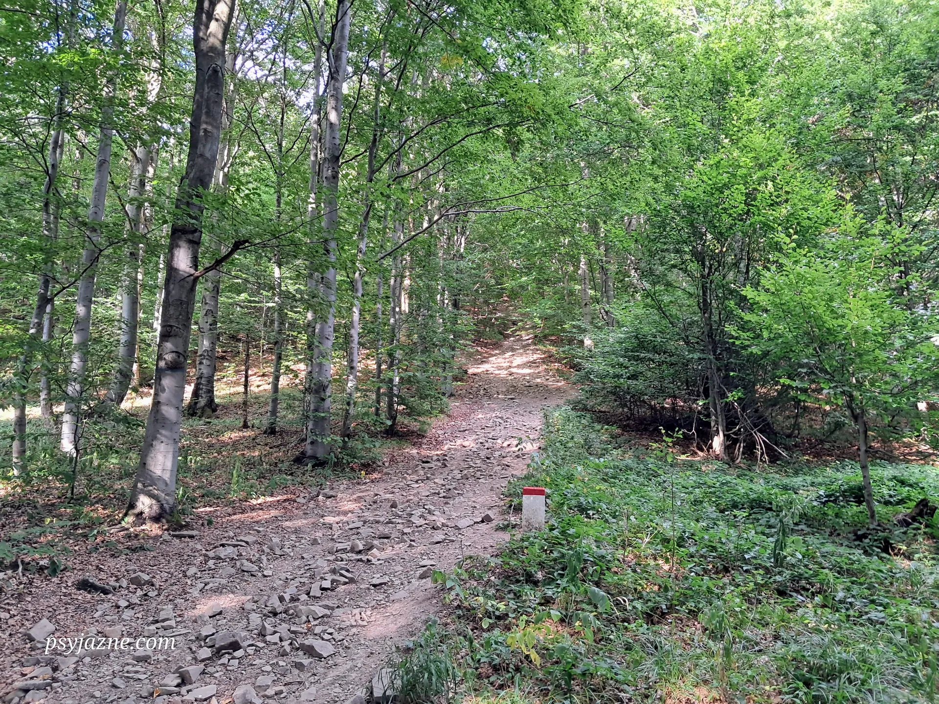Pod Ostrym Wierchem, Beskid Niski
