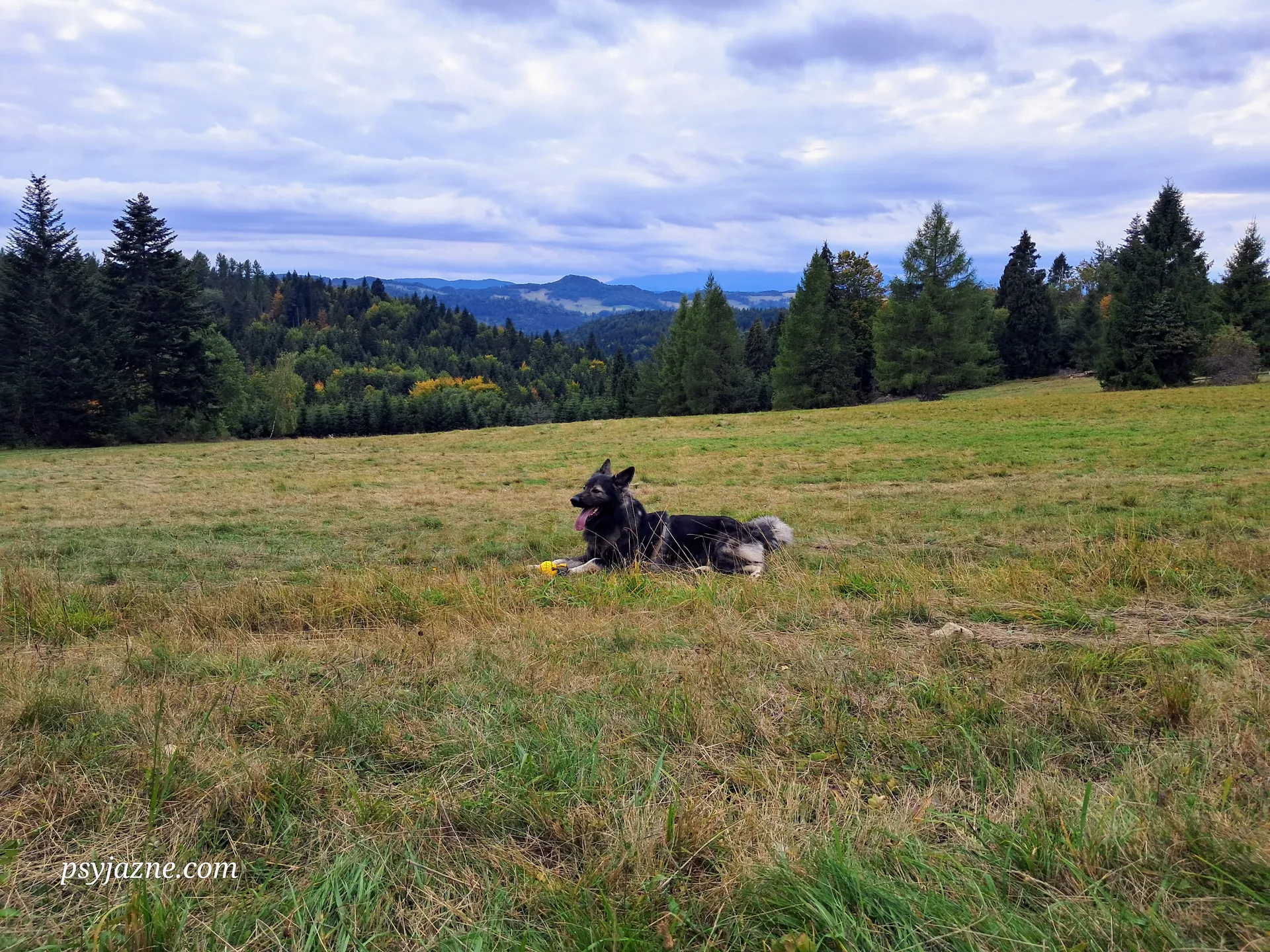 Widok na Pieniny z Polany Litawcowej