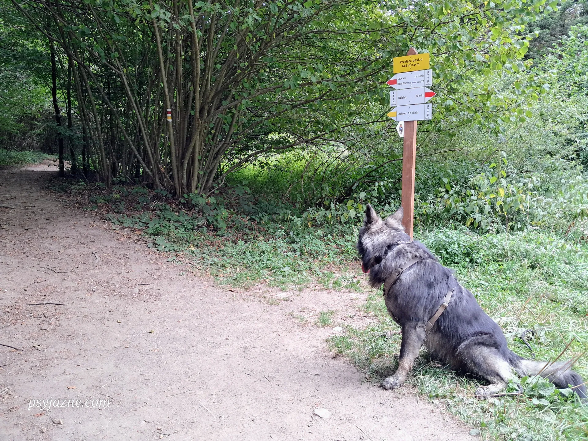 Owczarek staroniemiecki Hugo na Przełęczy Beskid